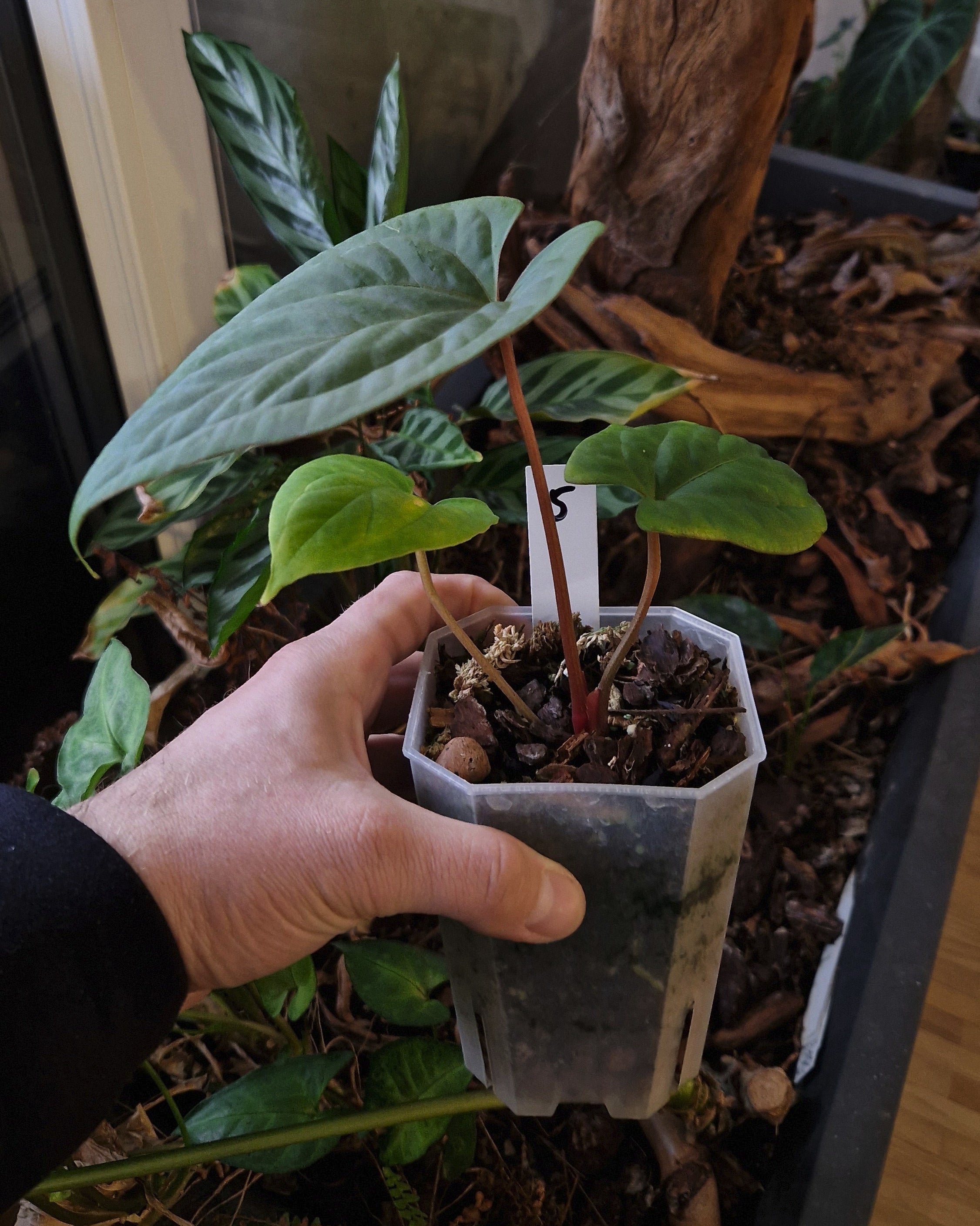 Anthurium (papillilaminum Daniel x besseae aff) wide x kunayalense T1