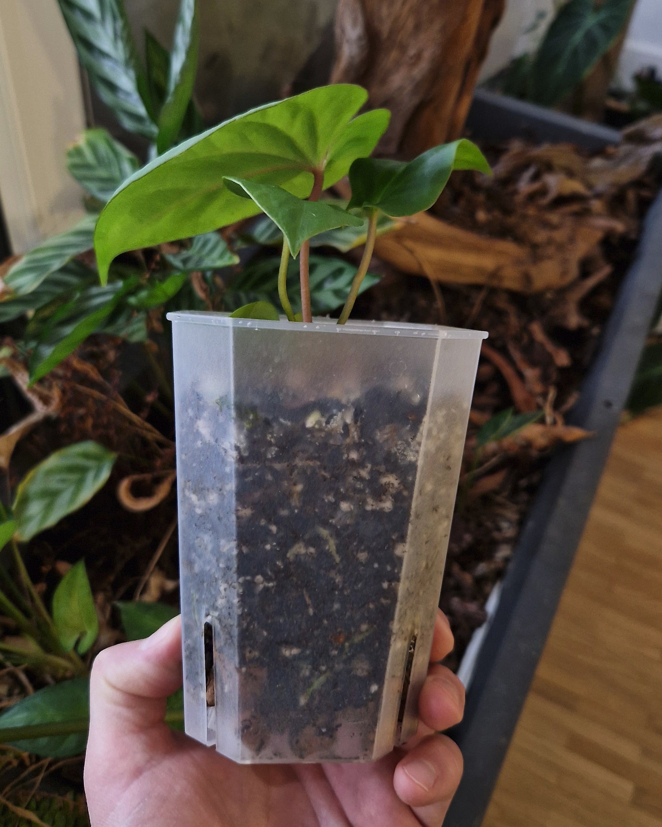 Anthurium papillilaminum T15 x kunayalense T1