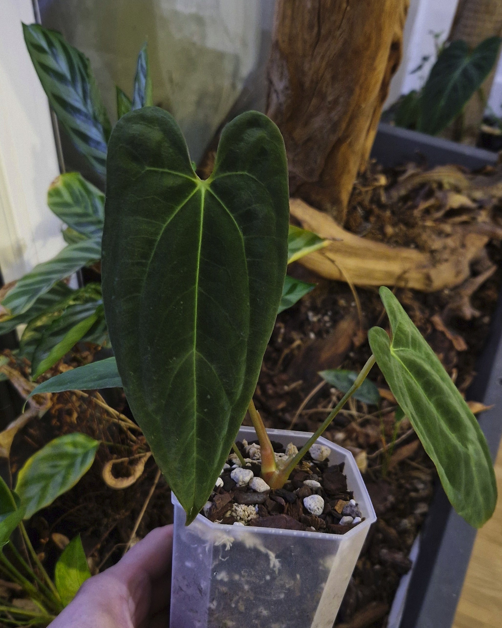 Anthurium papillilaminum Daniel x papillilaminum T5