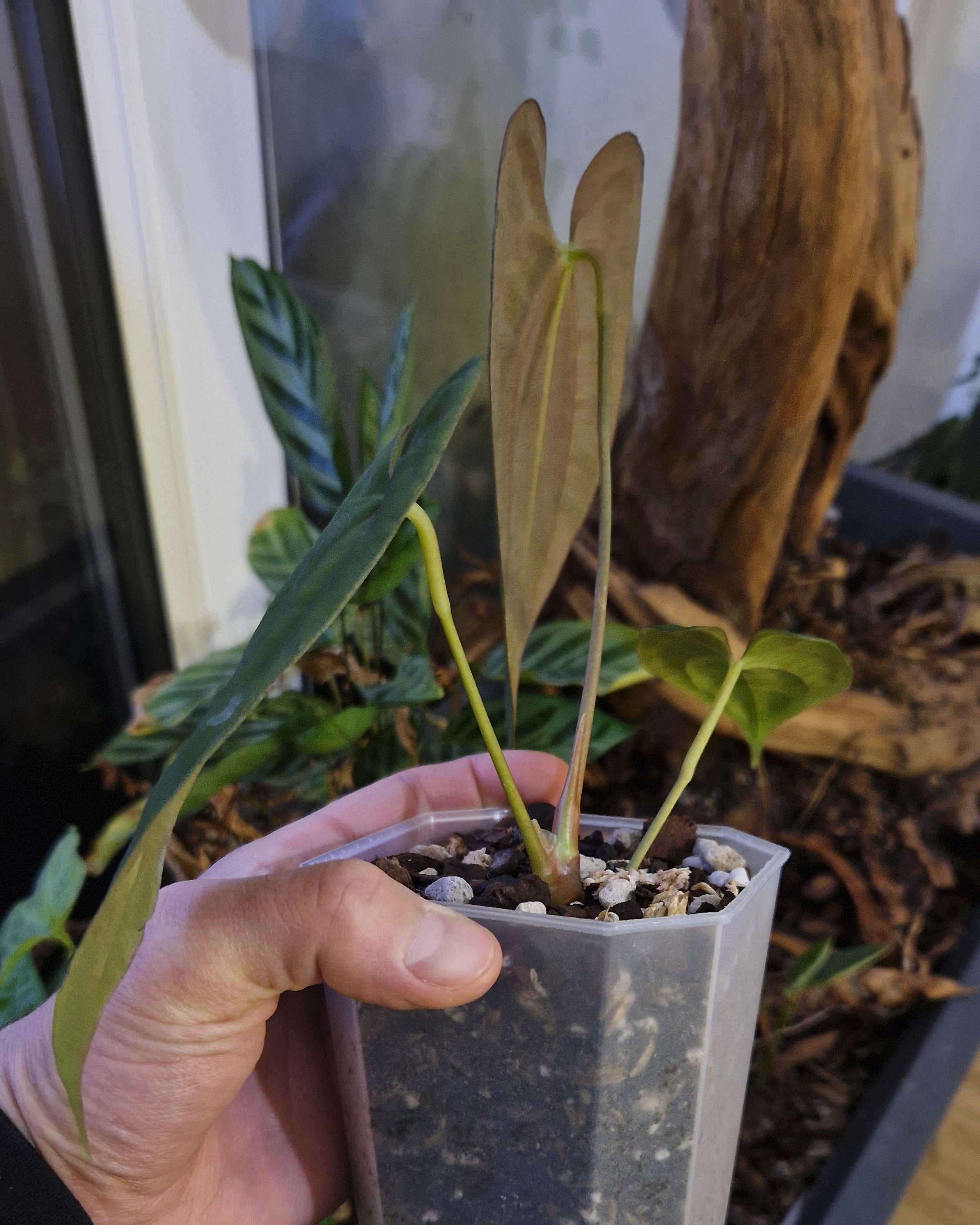 Anthurium papillilaminum Daniel x papillilaminum T5