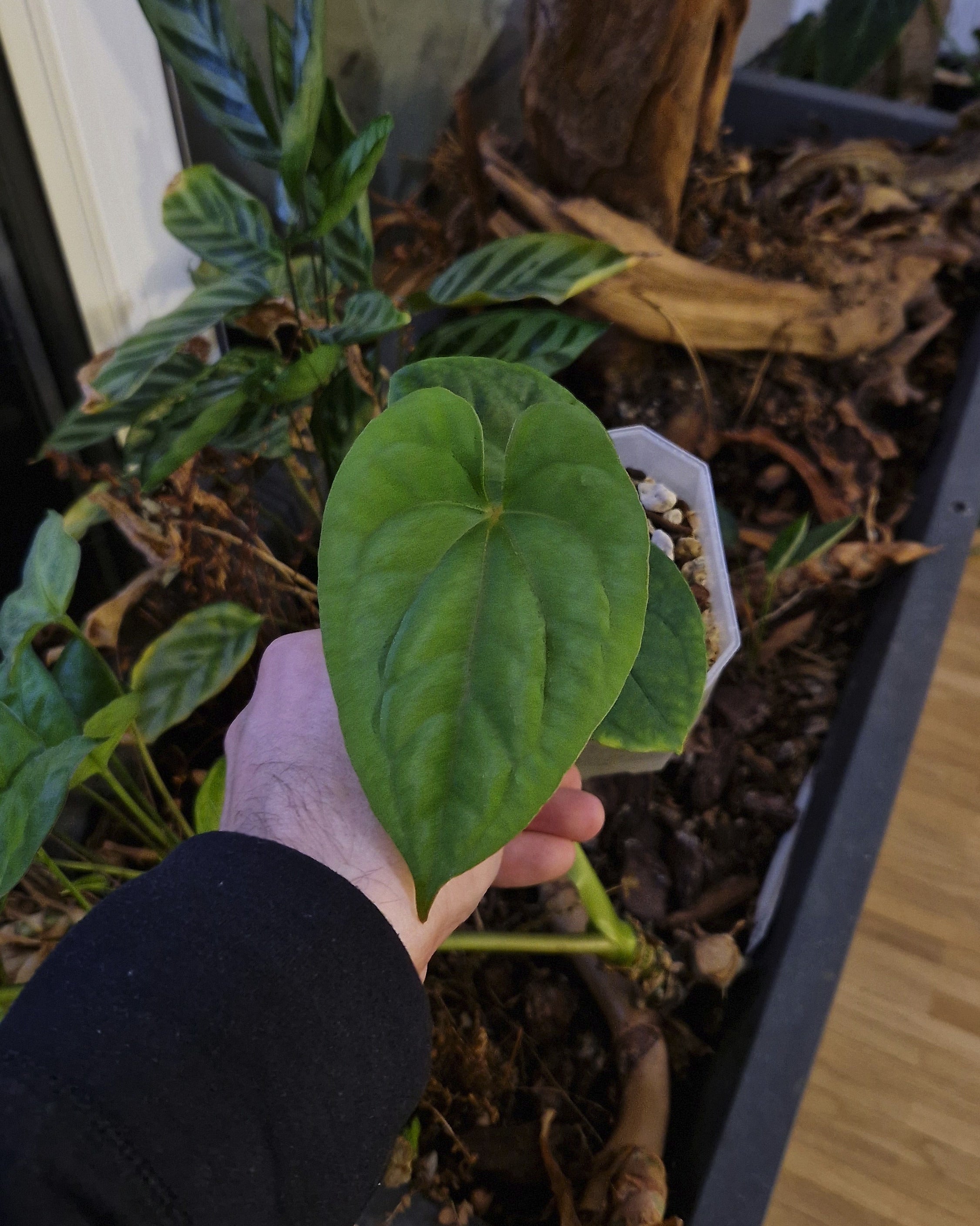 Anthurium papillilaminum T7 x kunayalense T1