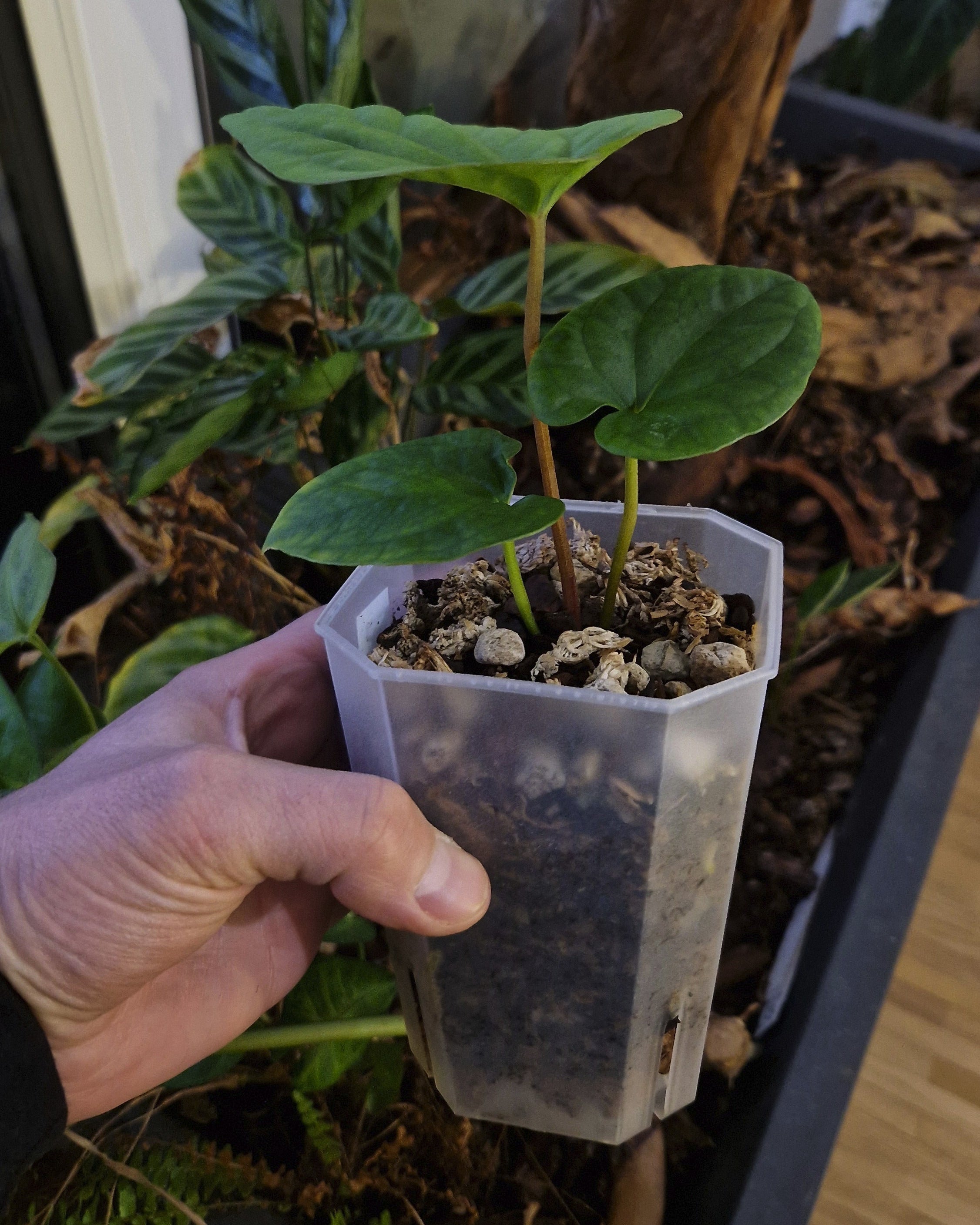 Anthurium papillilaminum T7 x kunayalense T1