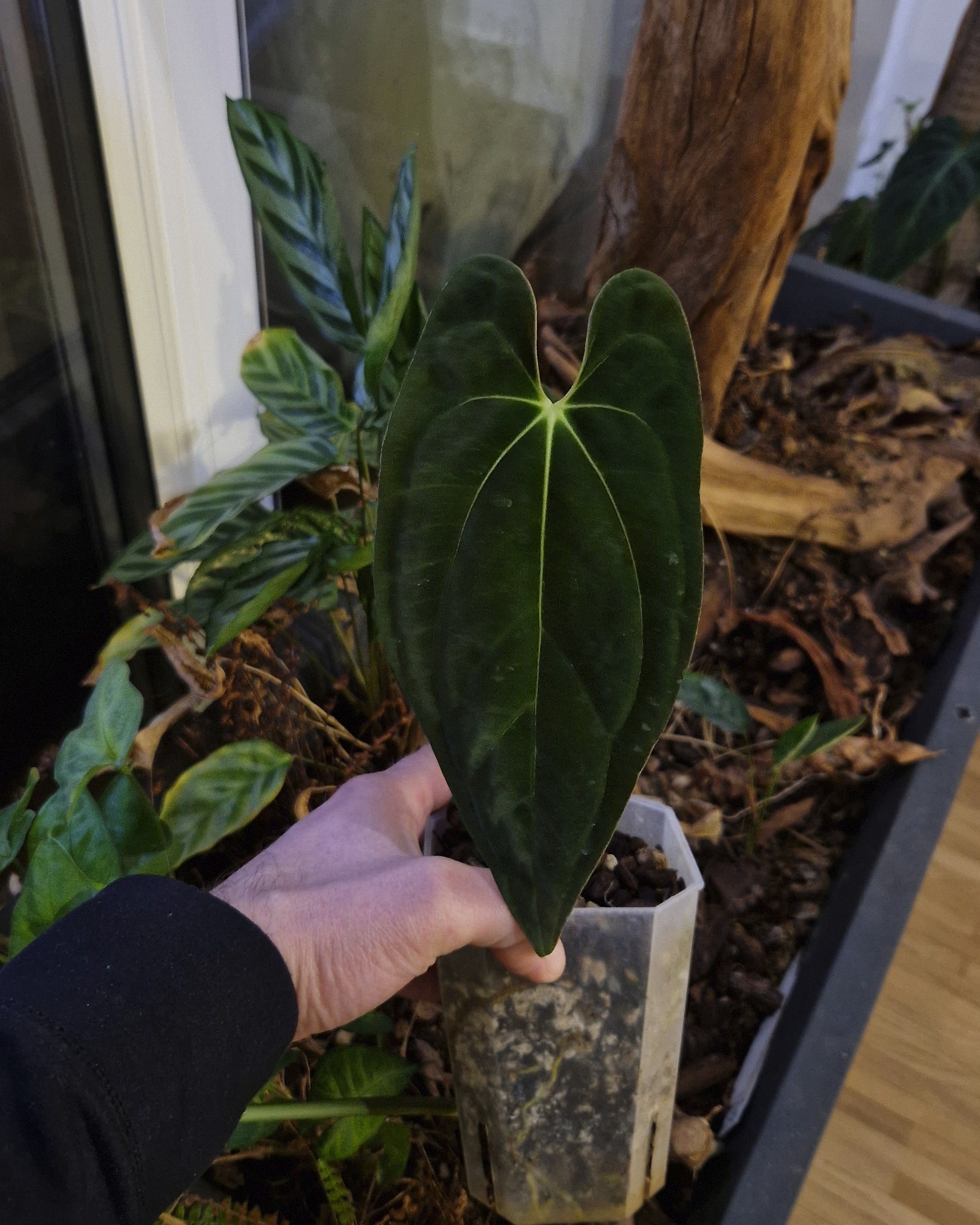 Anthurium papillilaminum A+RLFS x papillilaminum T9