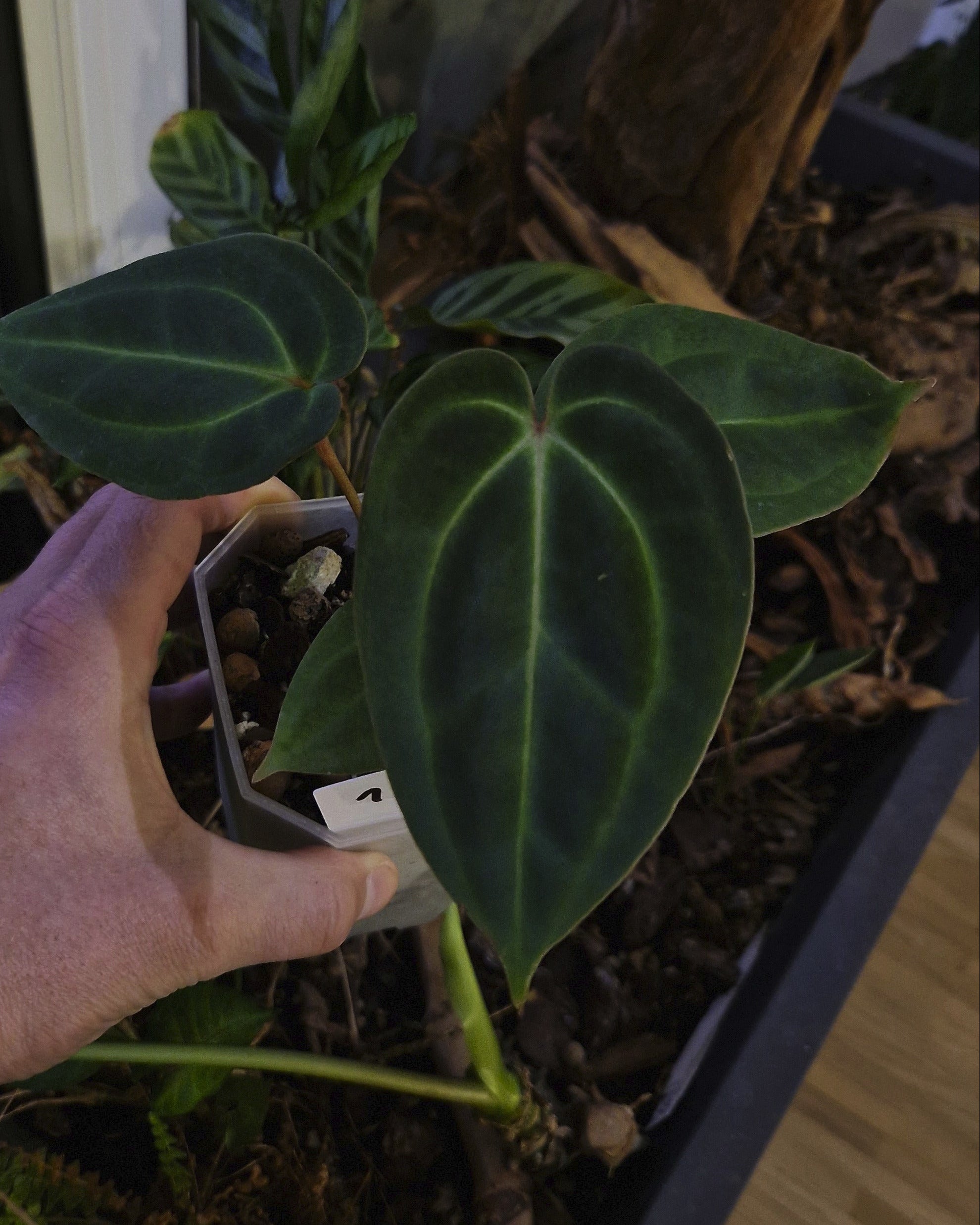 Anthurium besseae aff T3 x T4