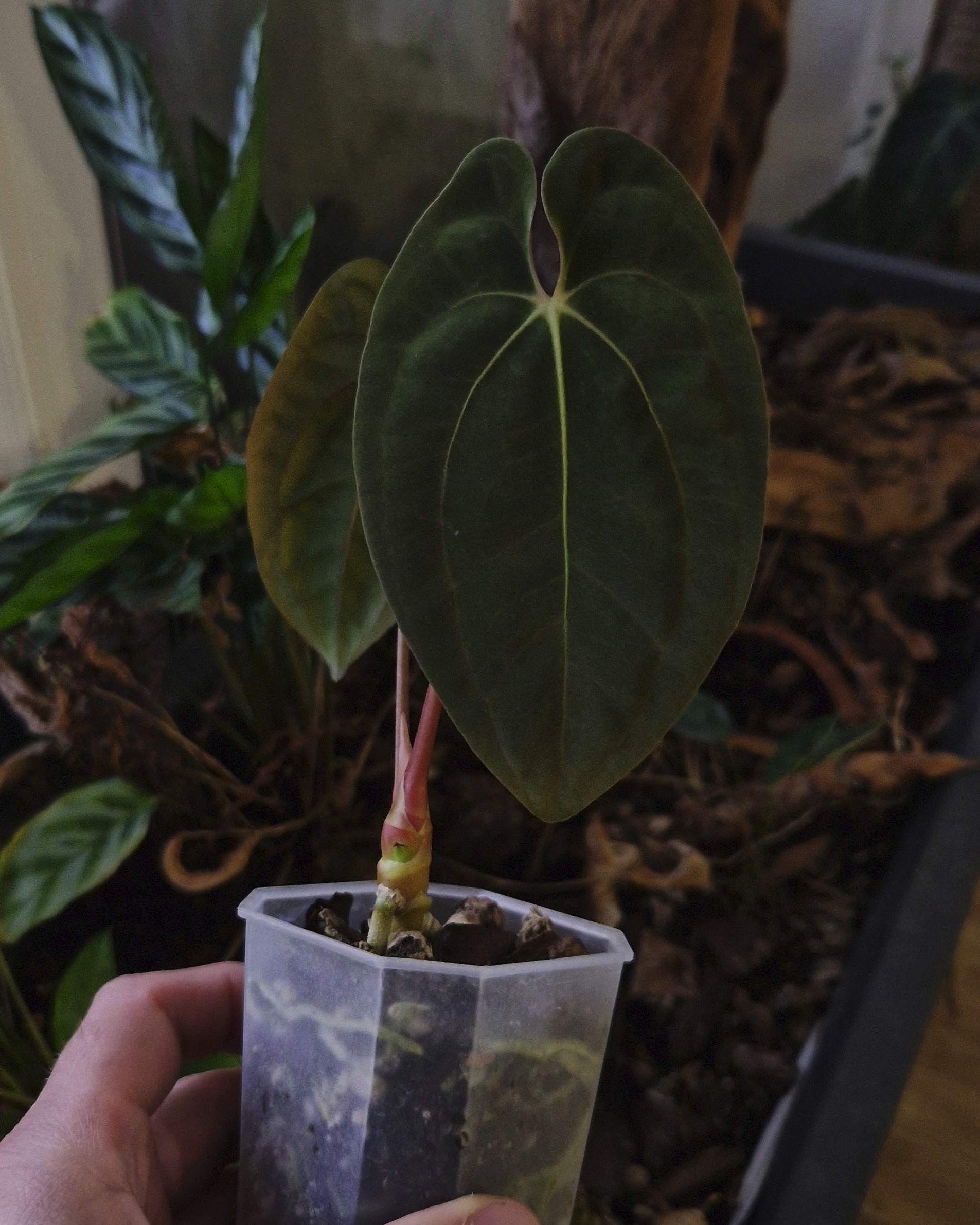 Anthurium papillilaminum T7 x papillilaminum T4