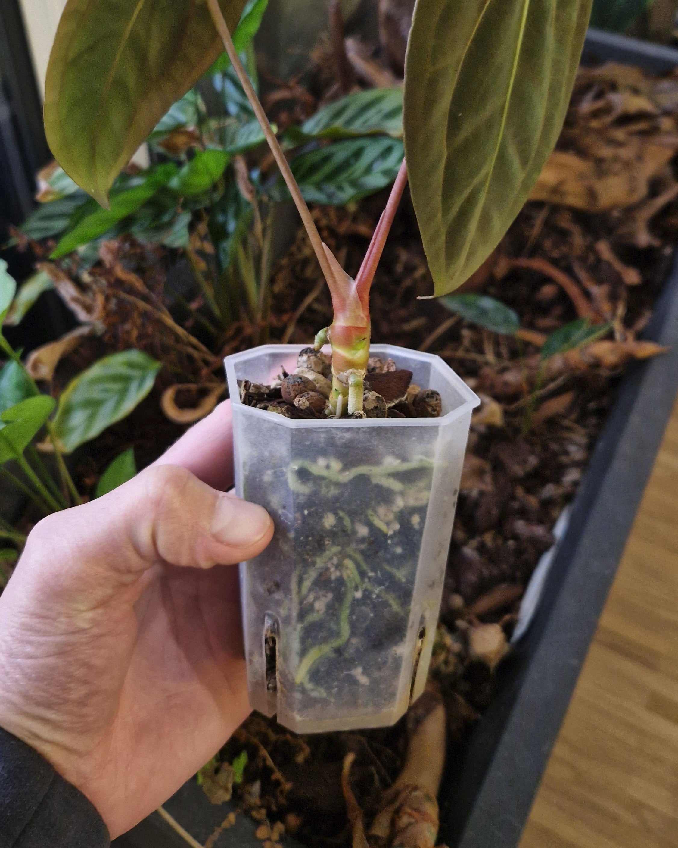 Anthurium papillilaminum T7 x papillilaminum T4