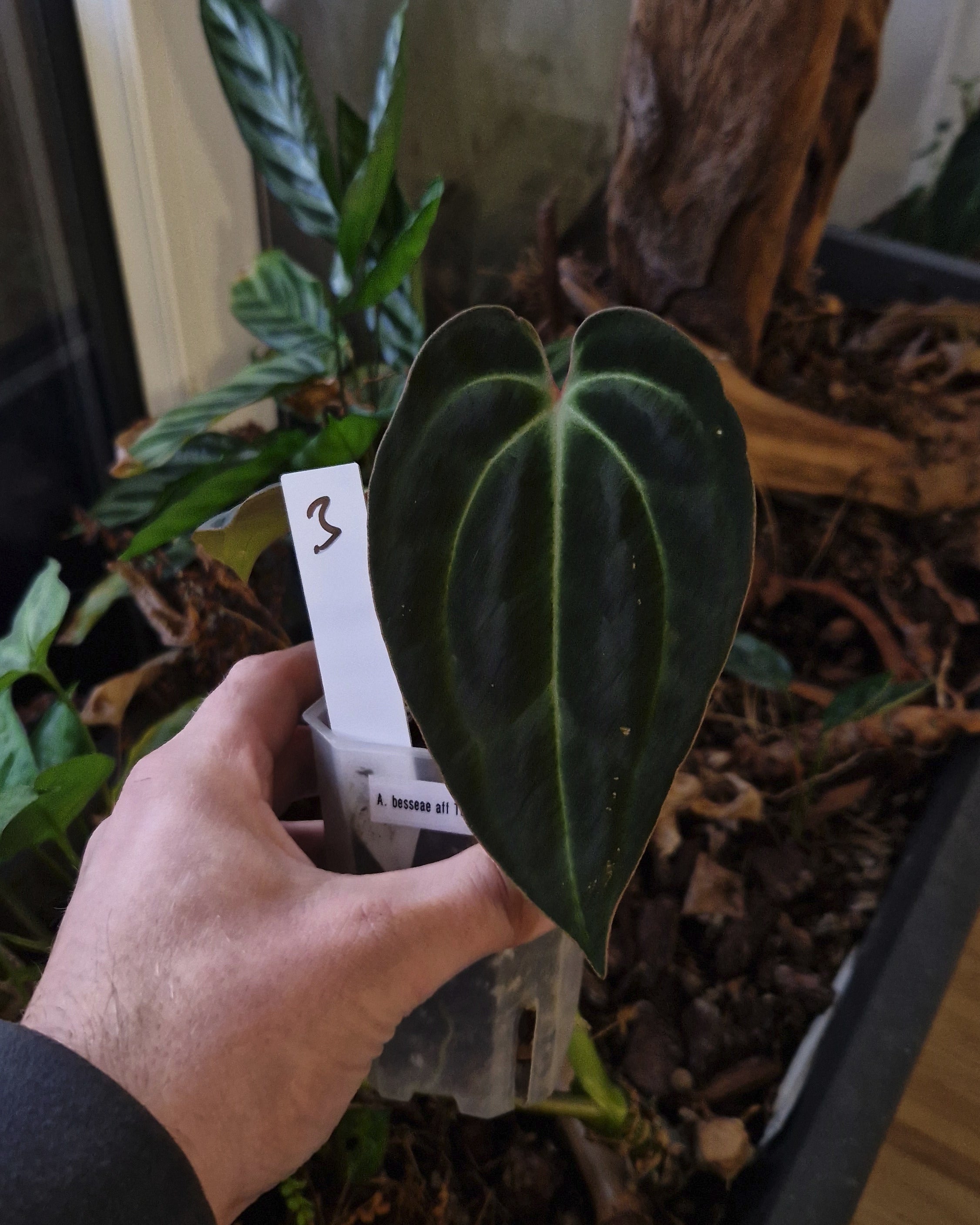 Anthurium besseae aff T3 x T4