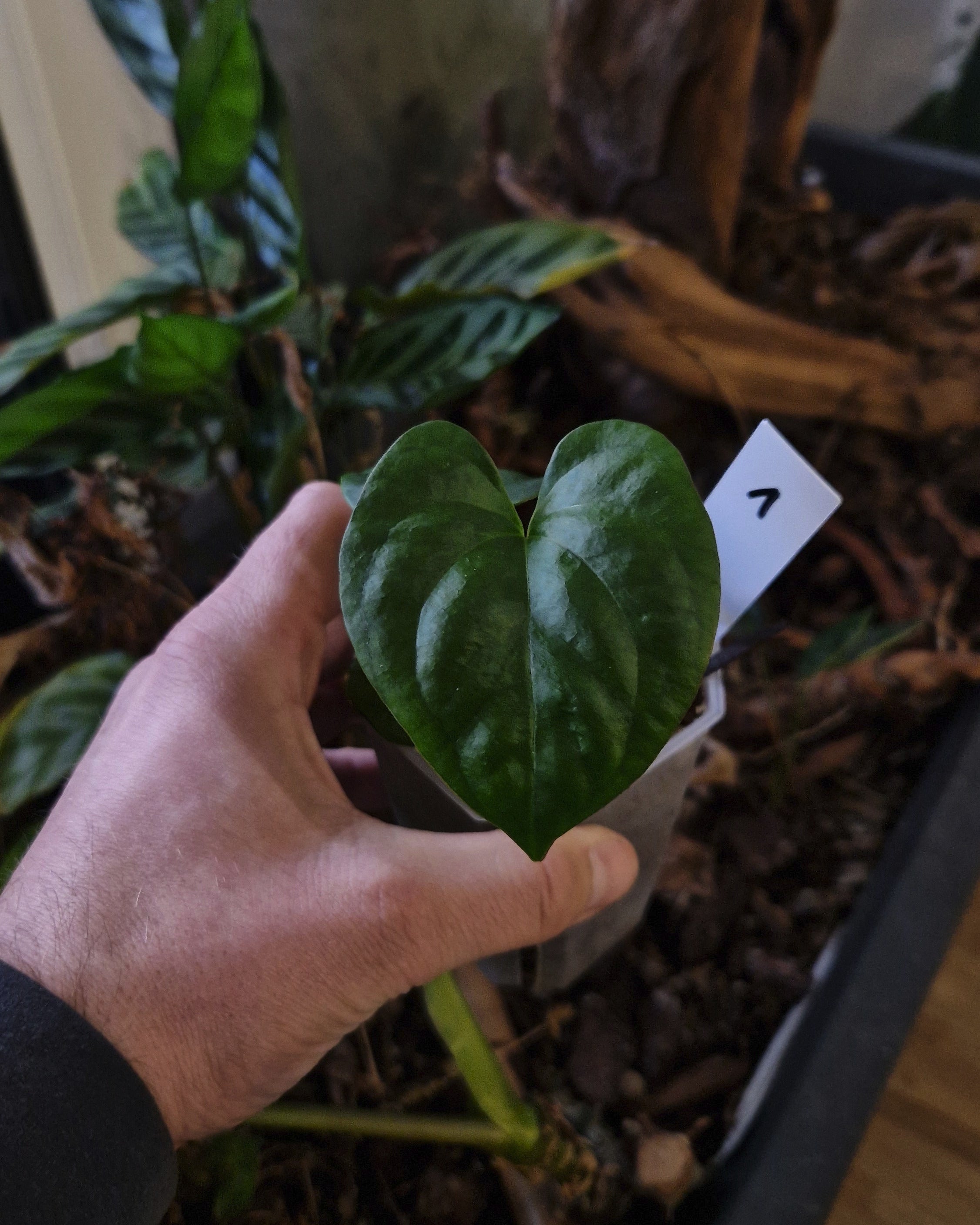 Anthurium papillilaminum Daniel x cerrocampanense wide sinus