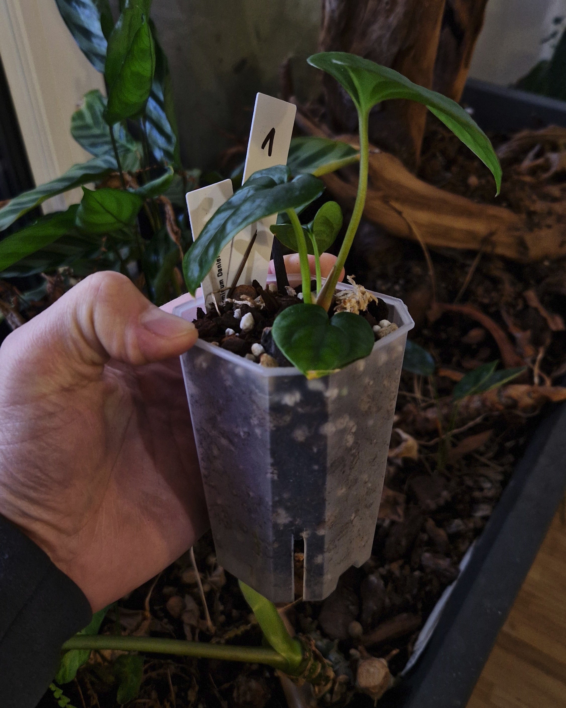 Anthurium papillilaminum Daniel x cerrocampanense wide sinus