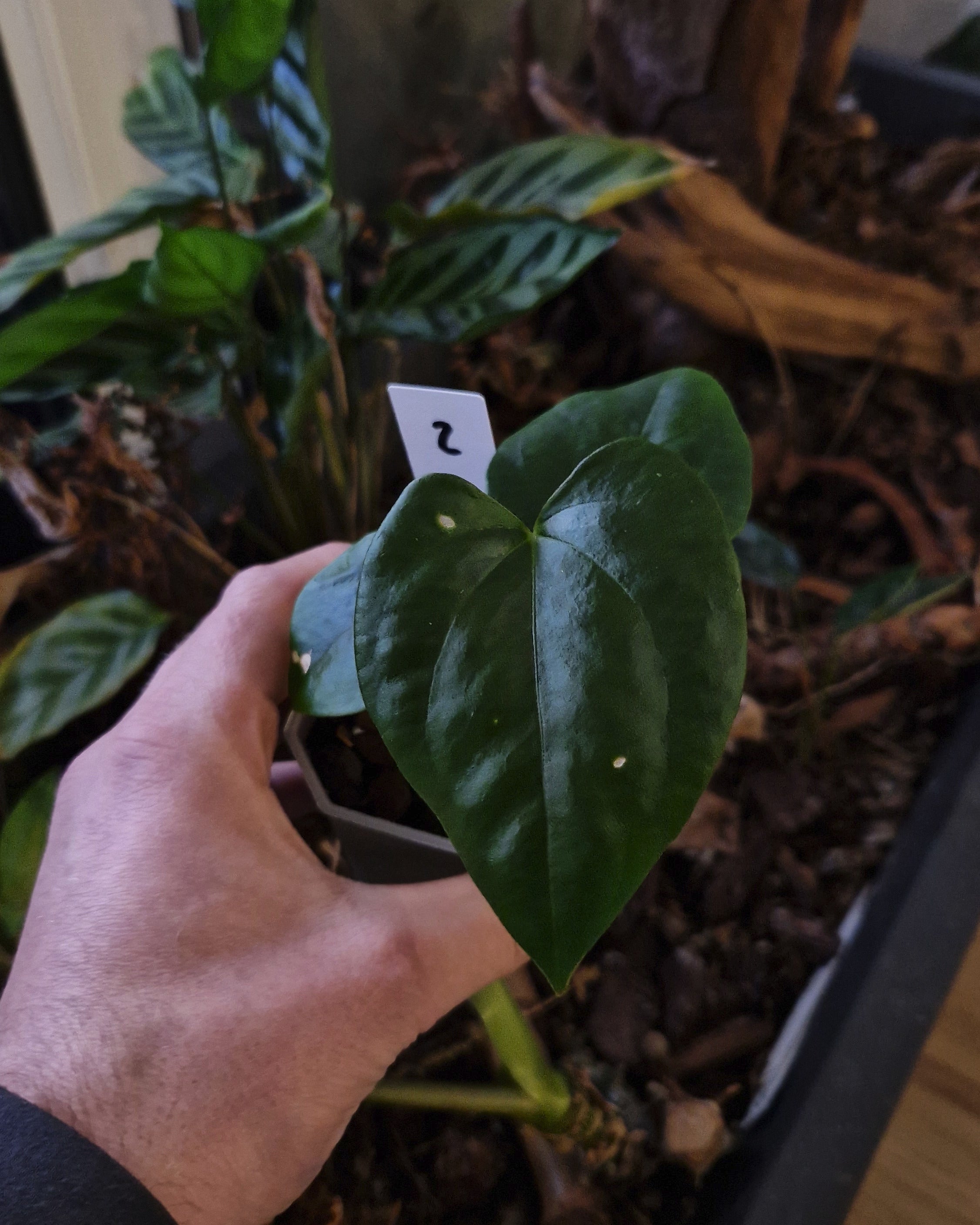 Anthurium papillilaminum Daniel x cerrocampanense wide sinus