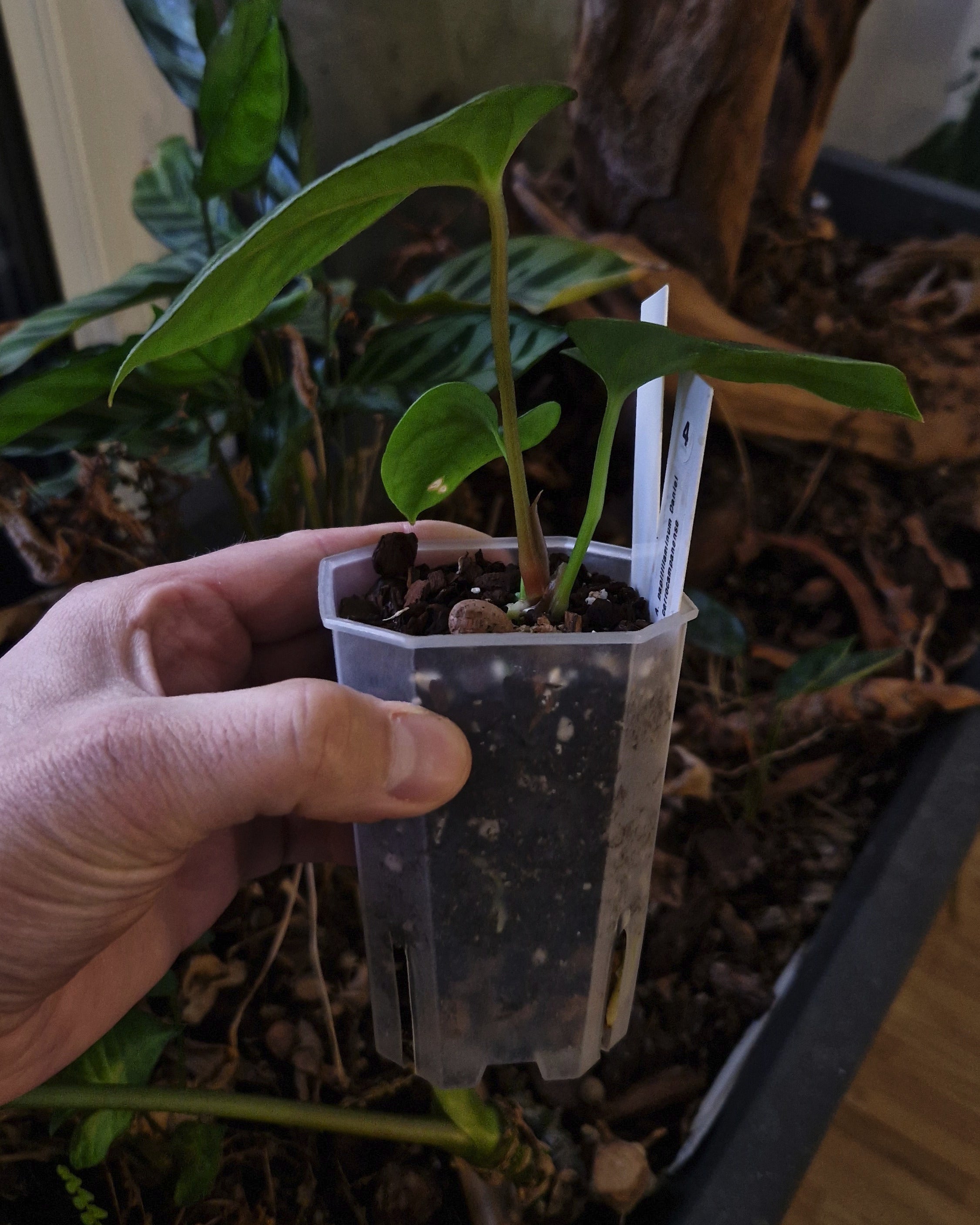 Anthurium papillilaminum Daniel x cerrocampanense wide sinus