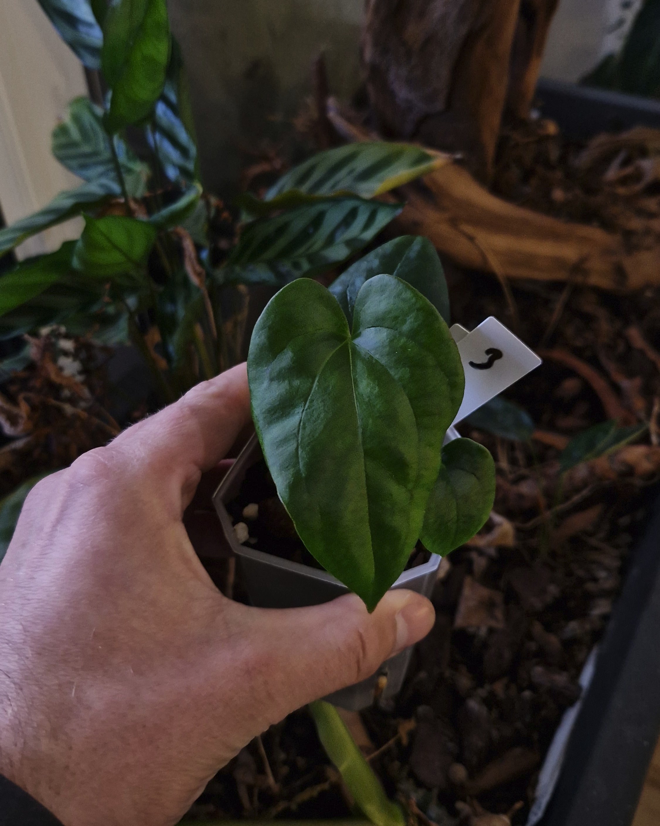 Anthurium papillilaminum Daniel x cerrocampanense wide sinus