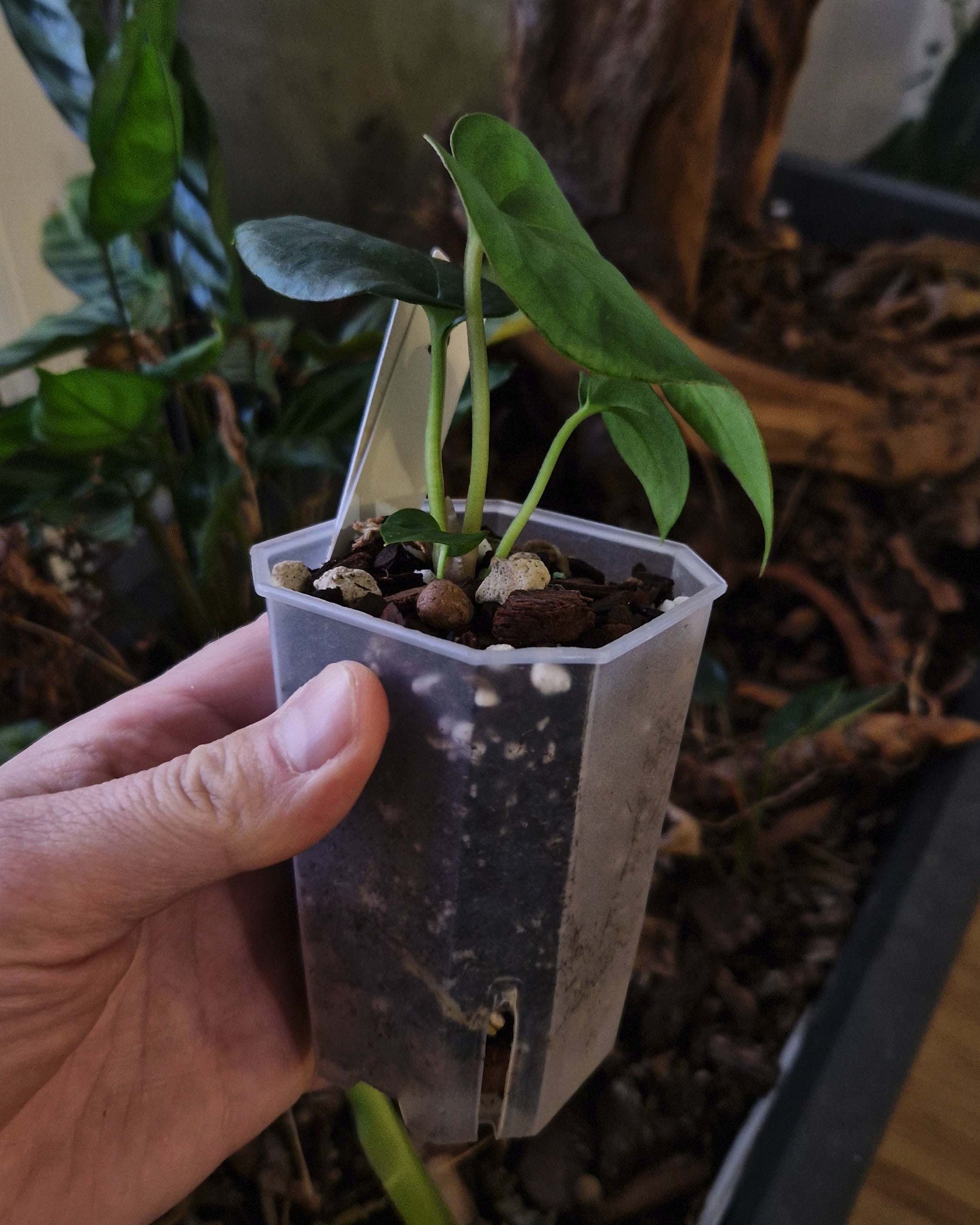 Anthurium papillilaminum Daniel x cerrocampanense wide sinus