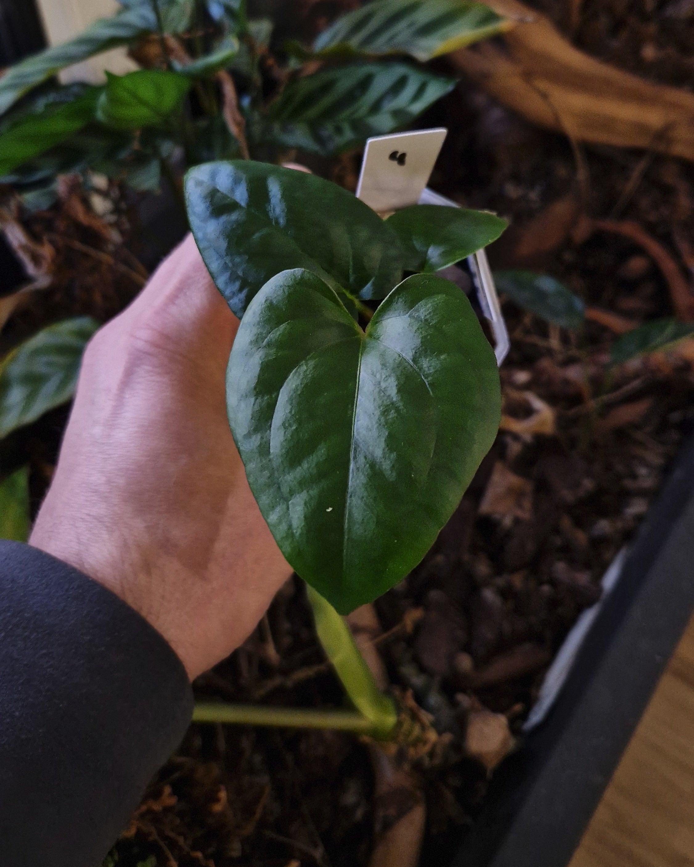 Anthurium papillilaminum Daniel x cerrocampanense wide sinus