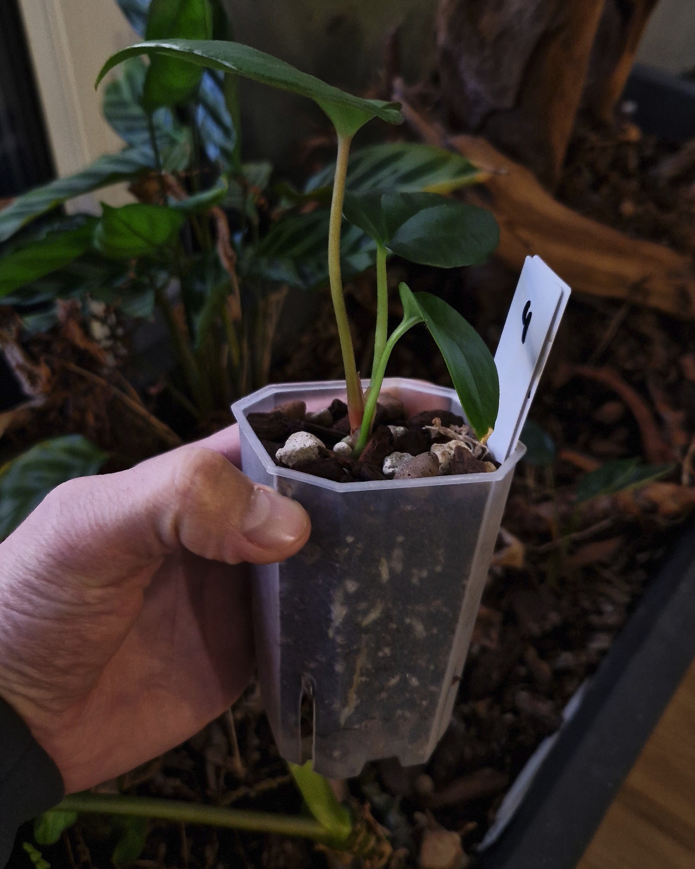 Anthurium papillilaminum Daniel x cerrocampanense wide sinus