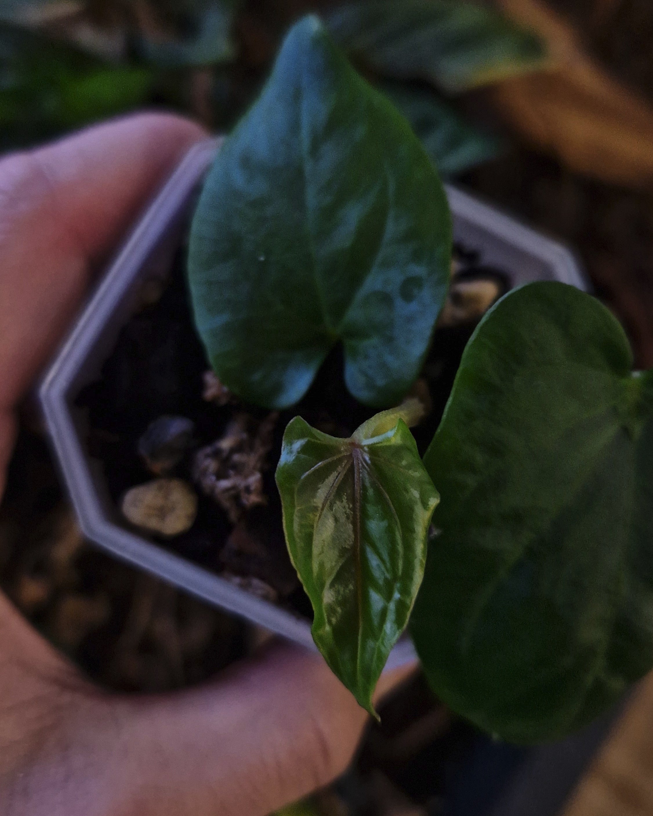 Anthurium dressleri T1 x kunayalense T1