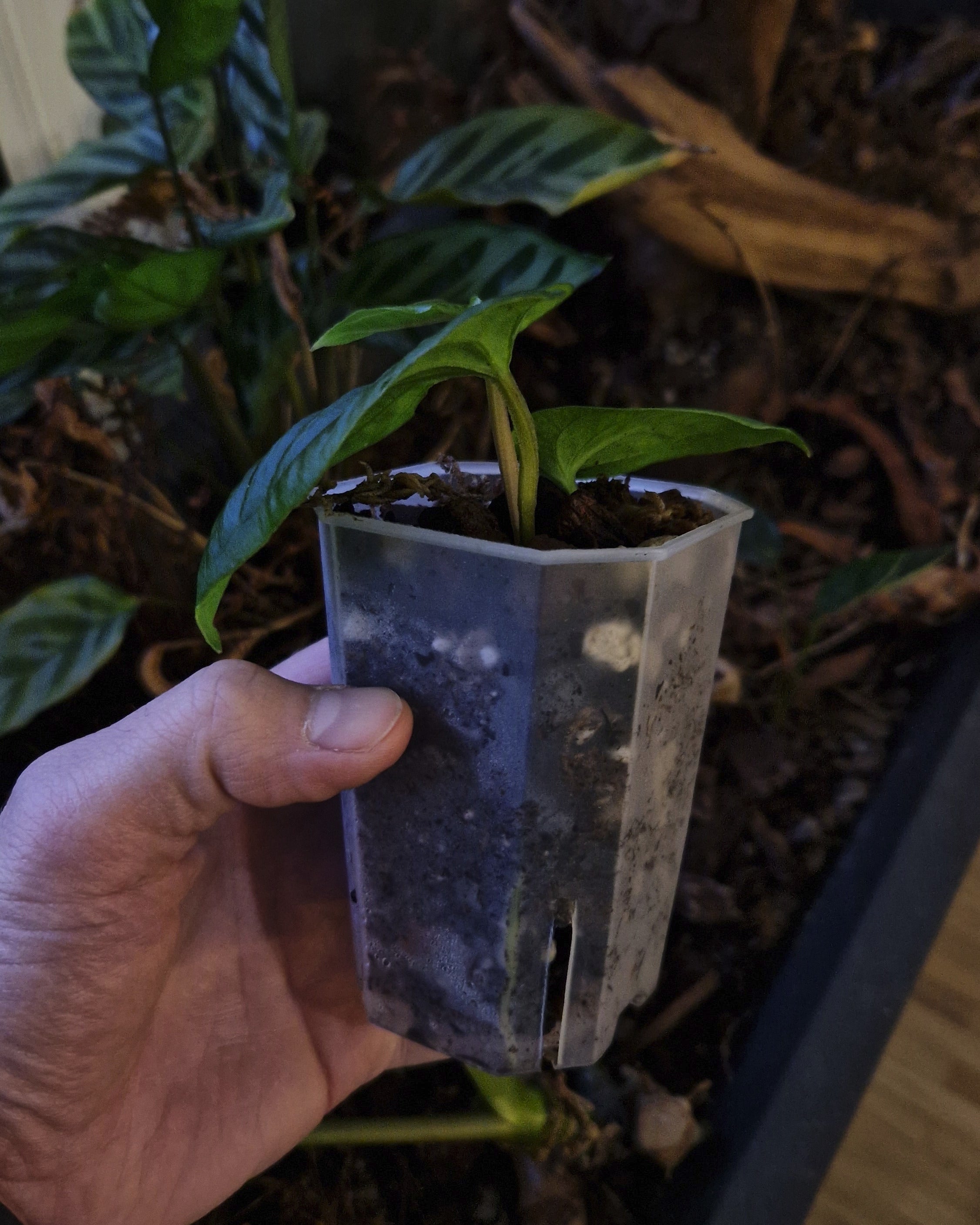 Anthurium dressleri T1 x kunayalense T1