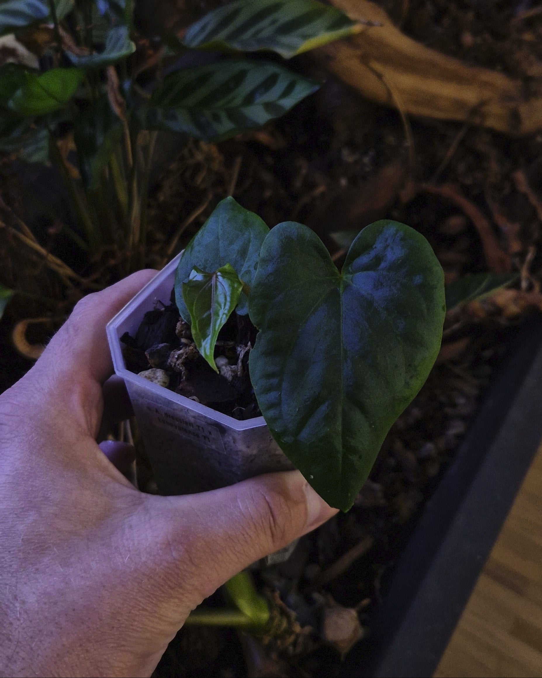 Anthurium dressleri T1 x kunayalense T1