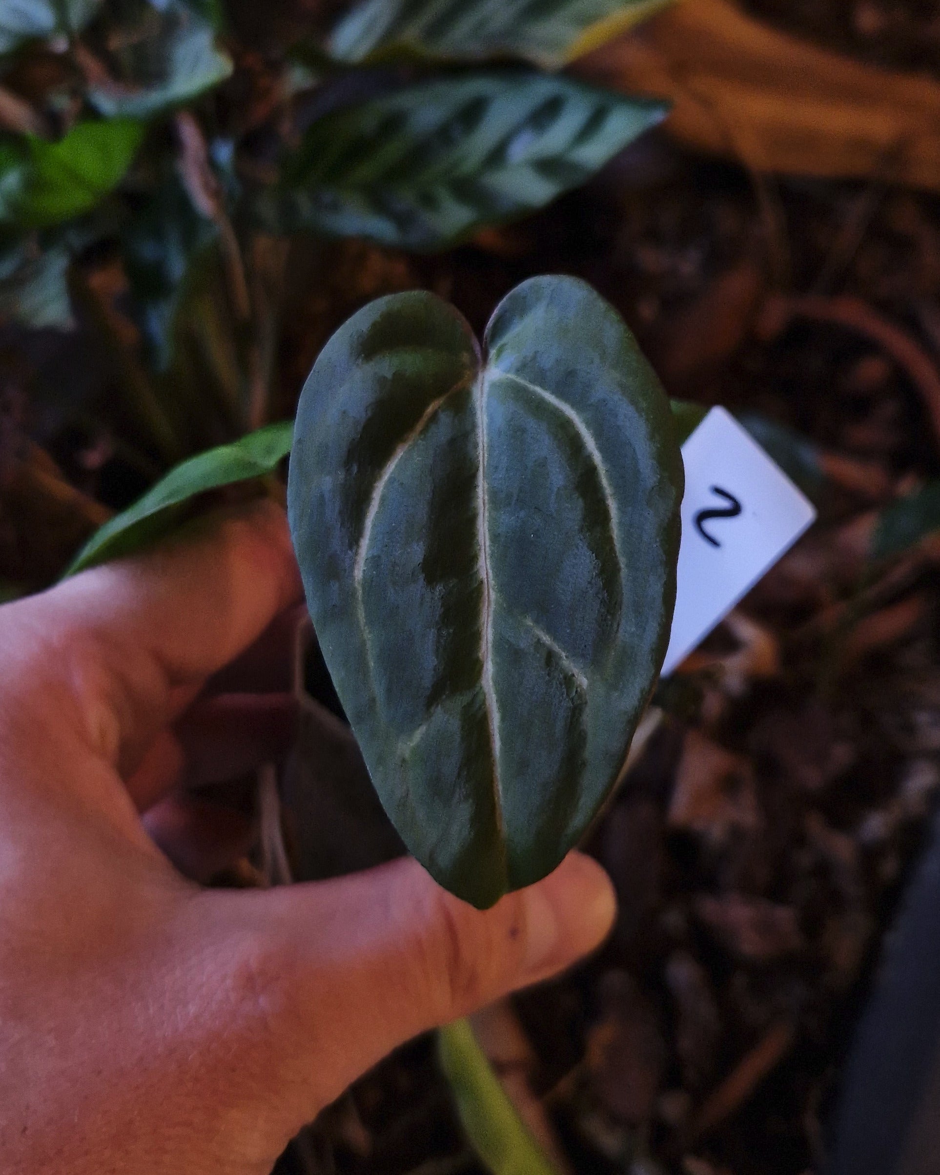 Anthurium carlablackiae T2 x T5