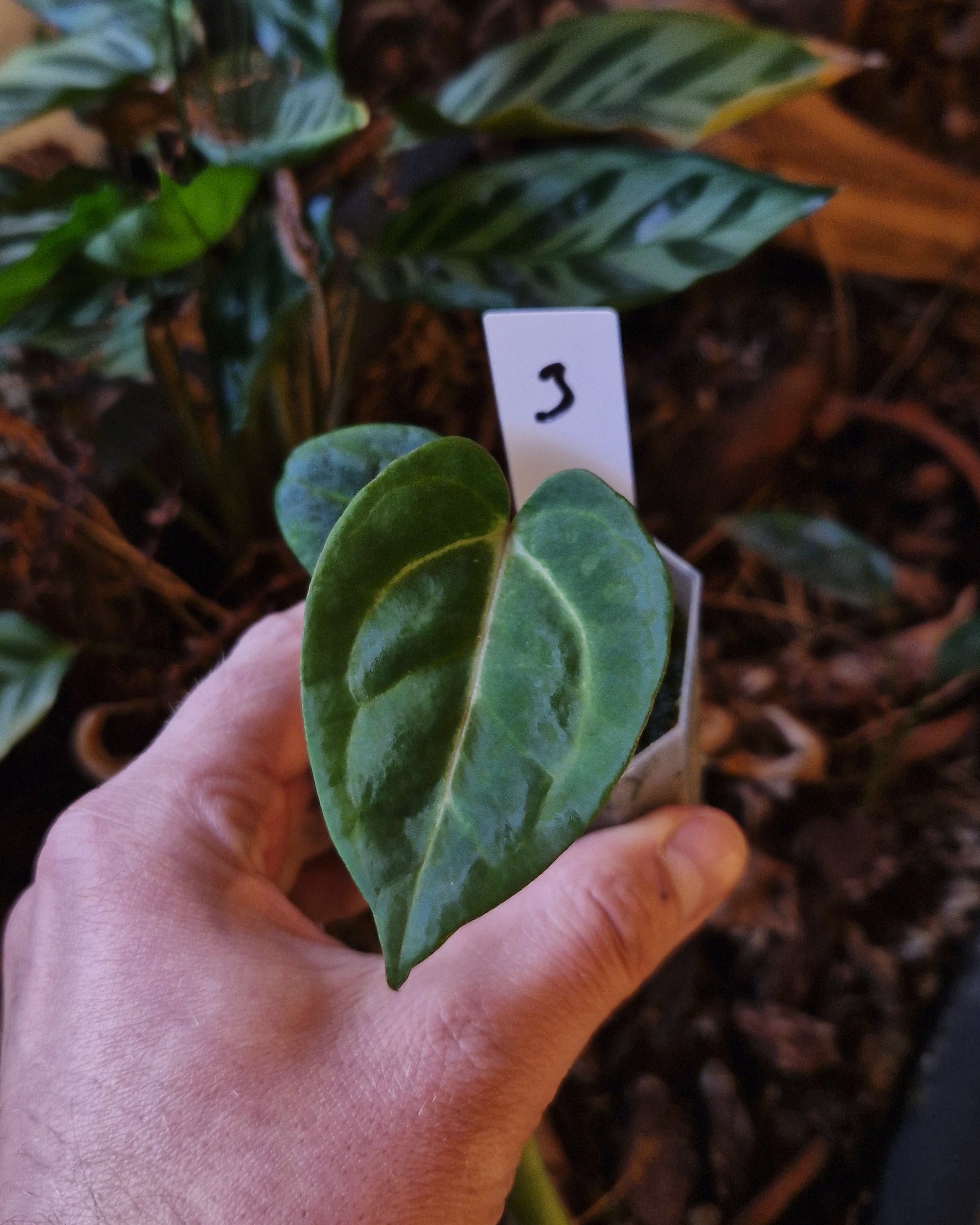 Anthurium carlablackiae T2 x T5