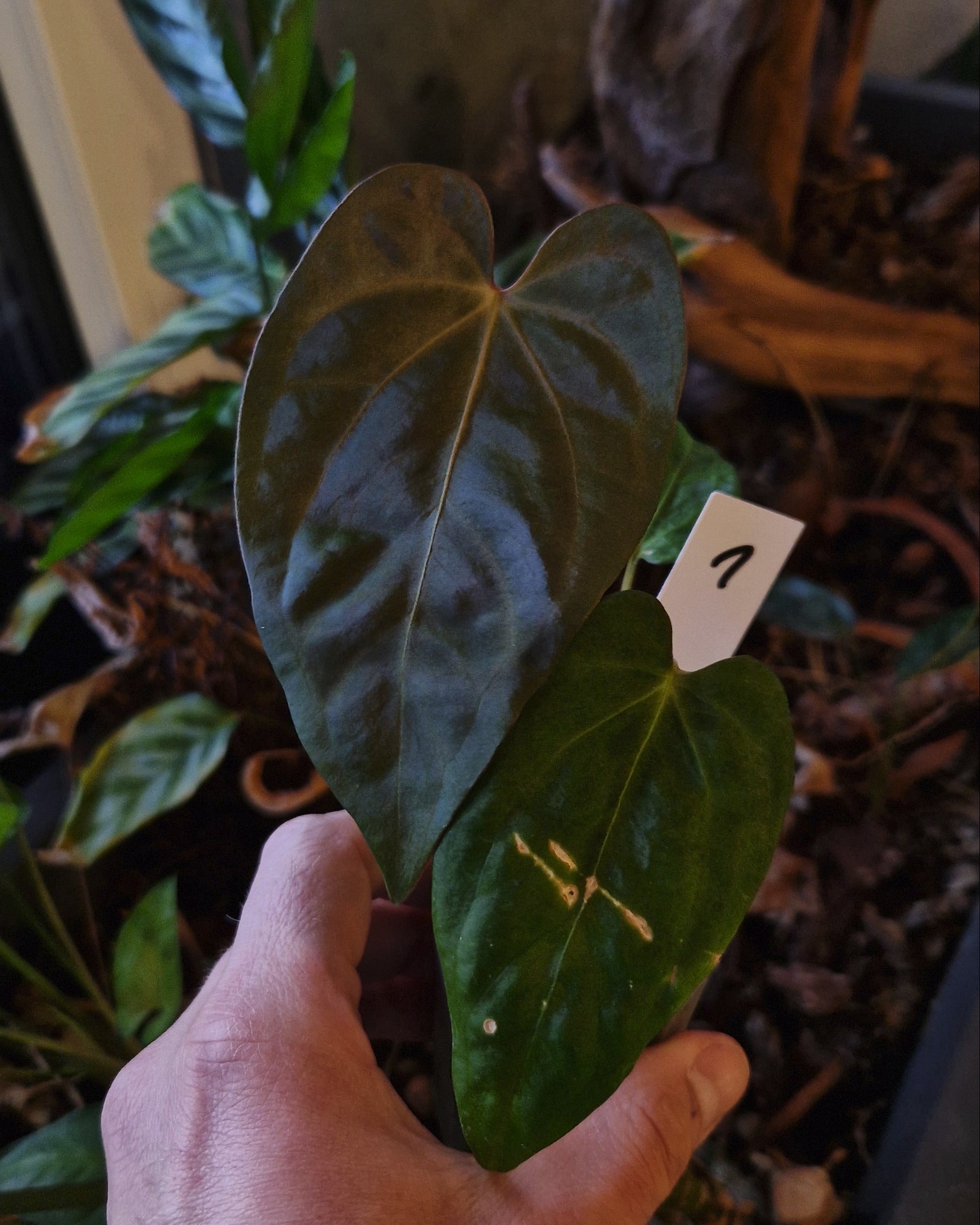 Anthurium magnificum x papillilaminum Daniel