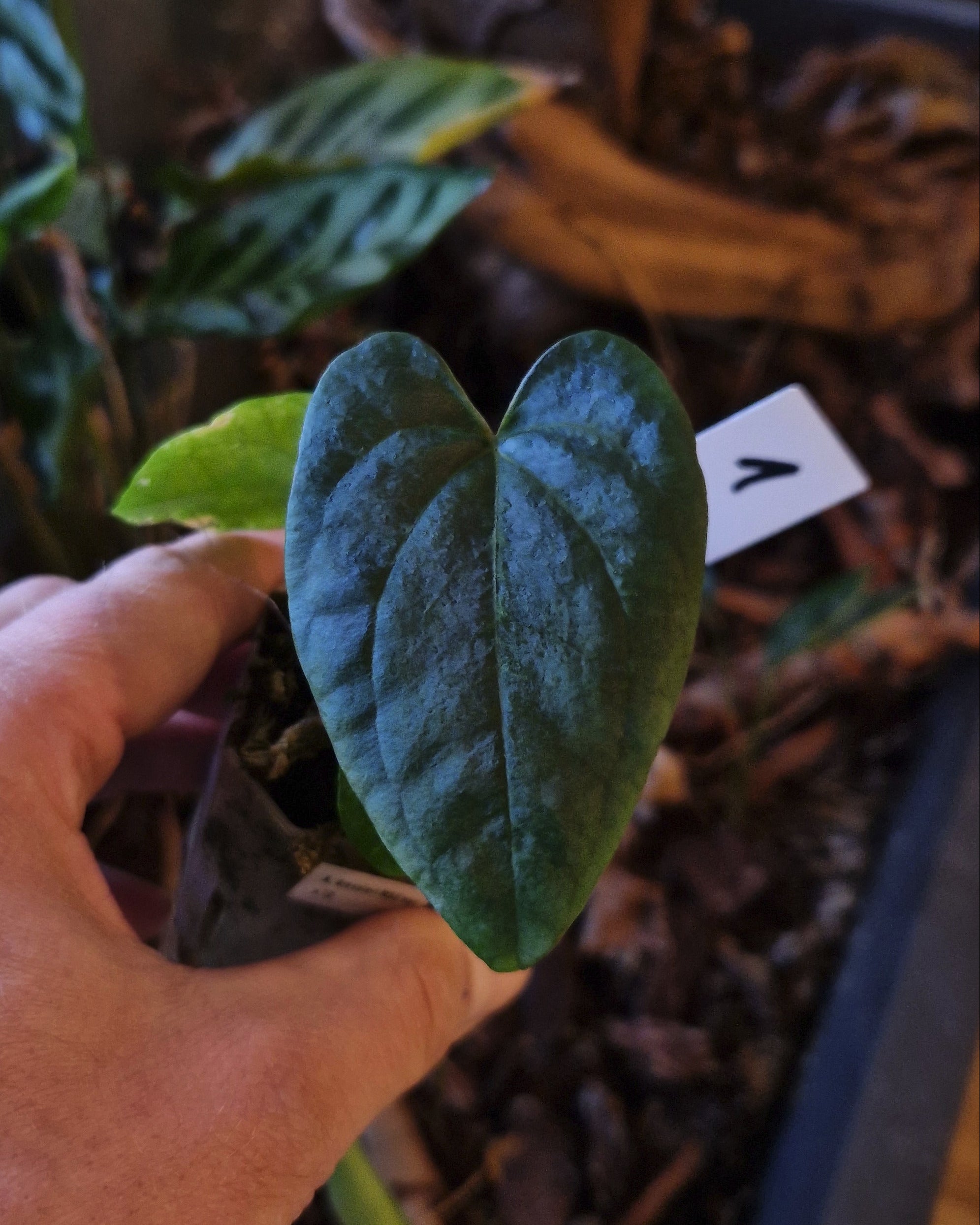 Anthurium dressleri NSE variegata x T2