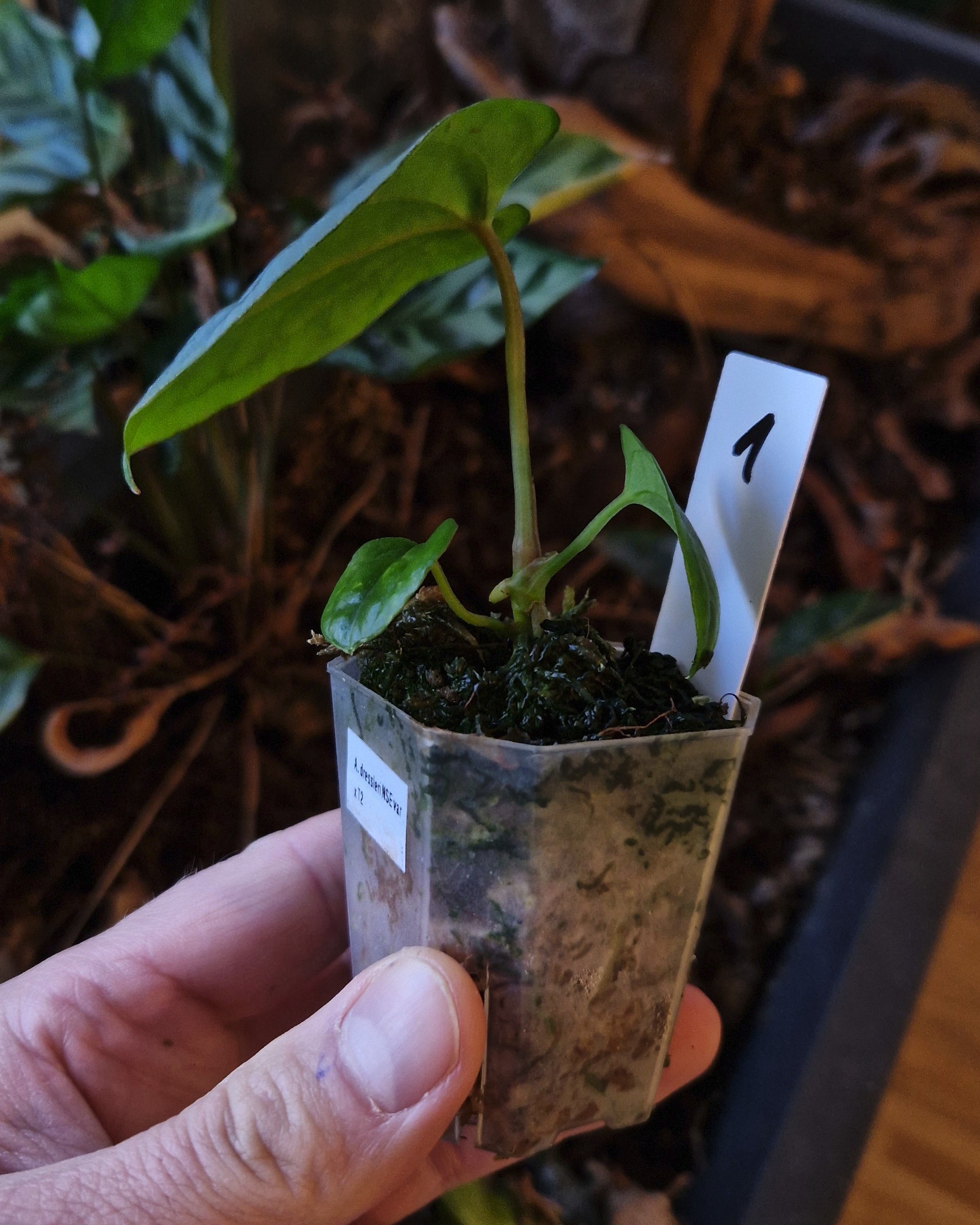 Anthurium dressleri NSE variegata x T2