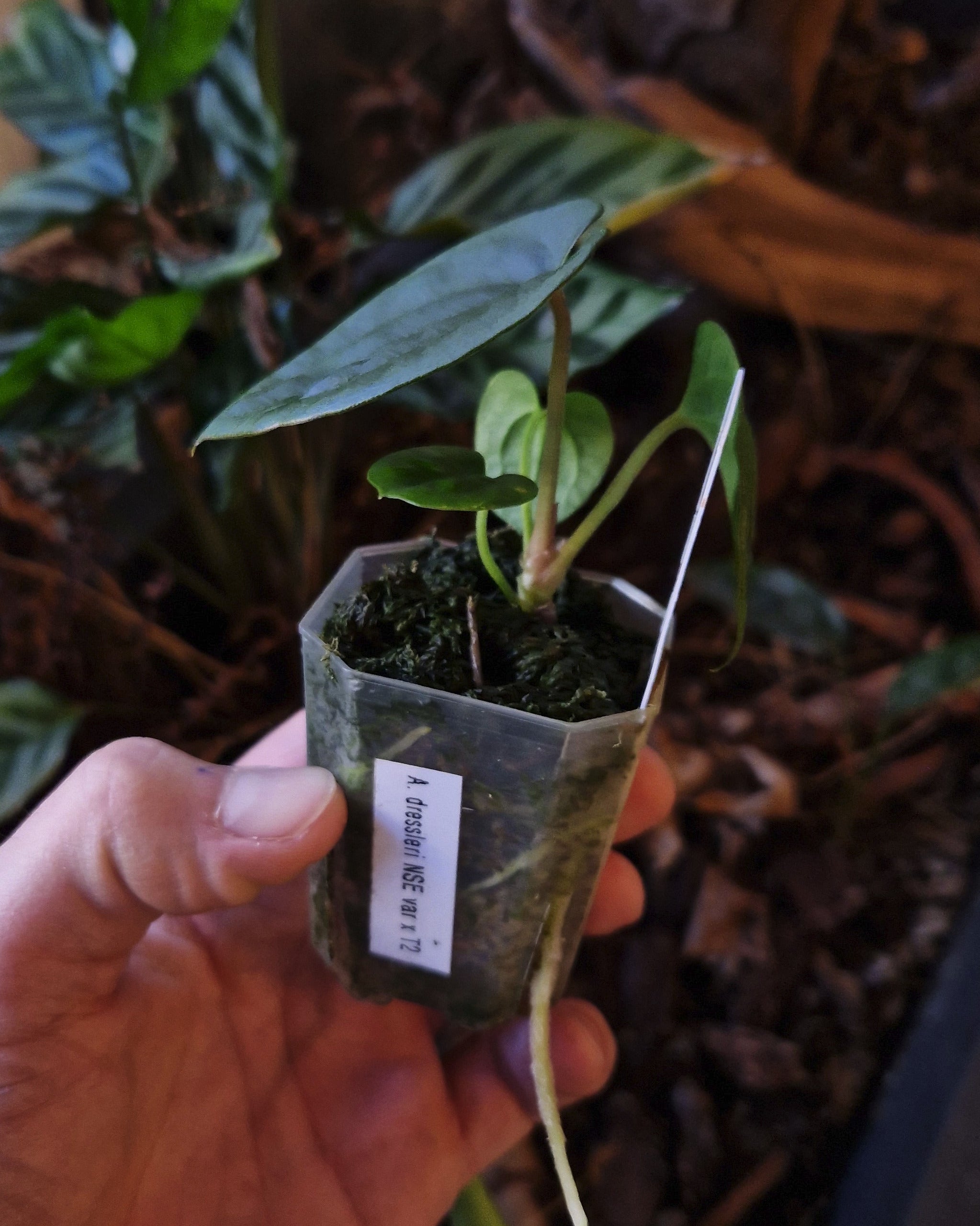 Anthurium dressleri NSE variegata x T2
