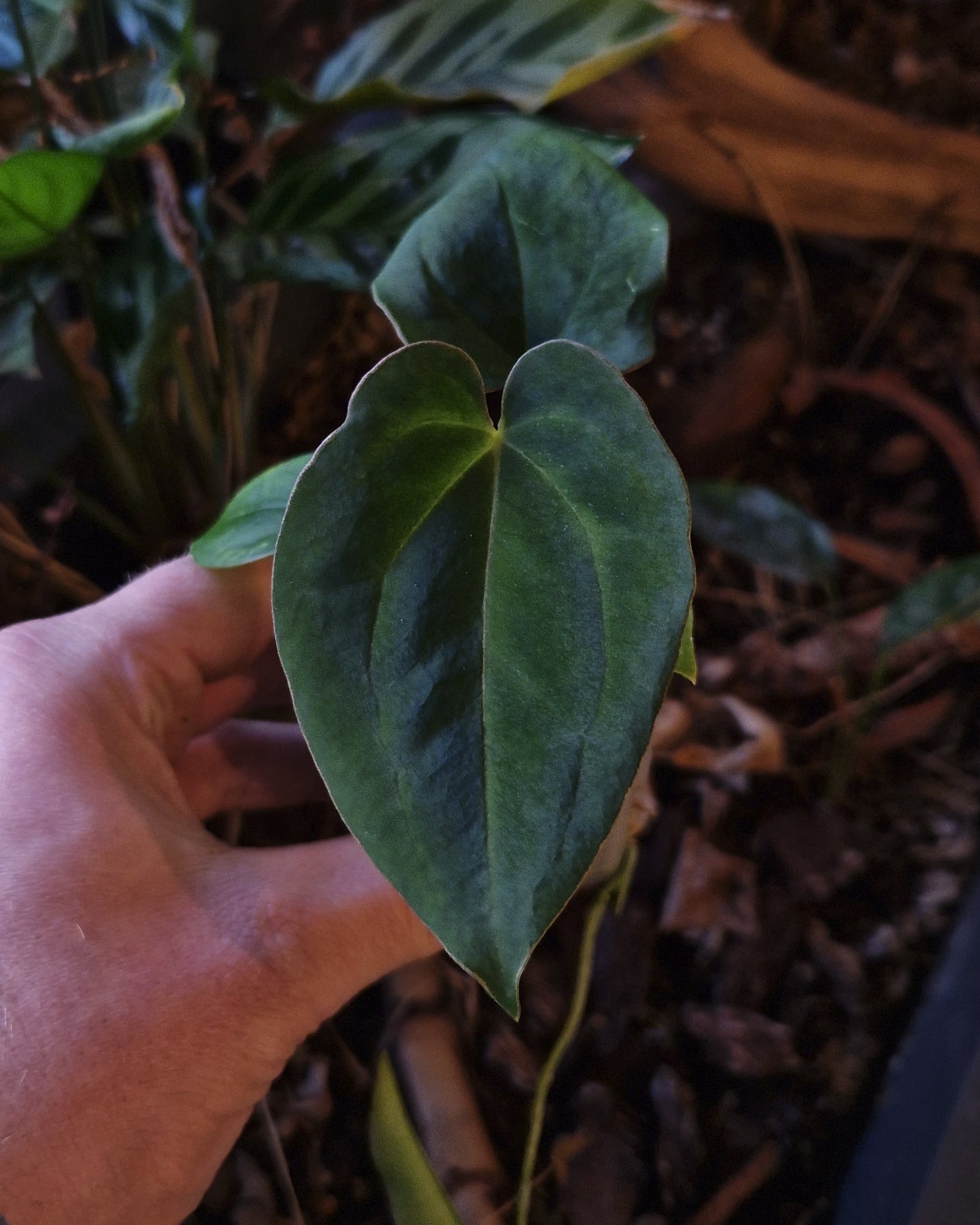 Anthurium crystallinum x dressleri aff