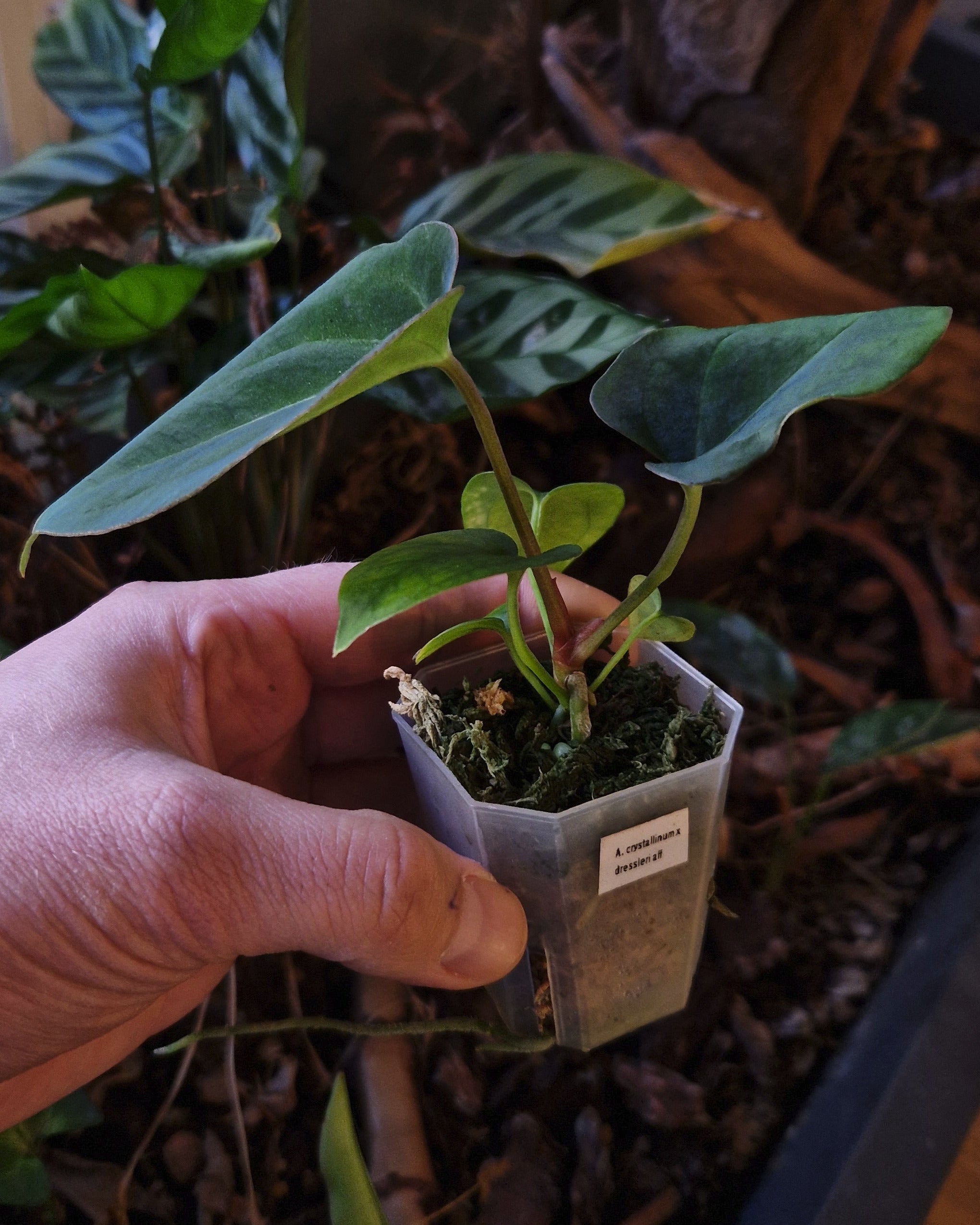 Anthurium crystallinum x dressleri aff