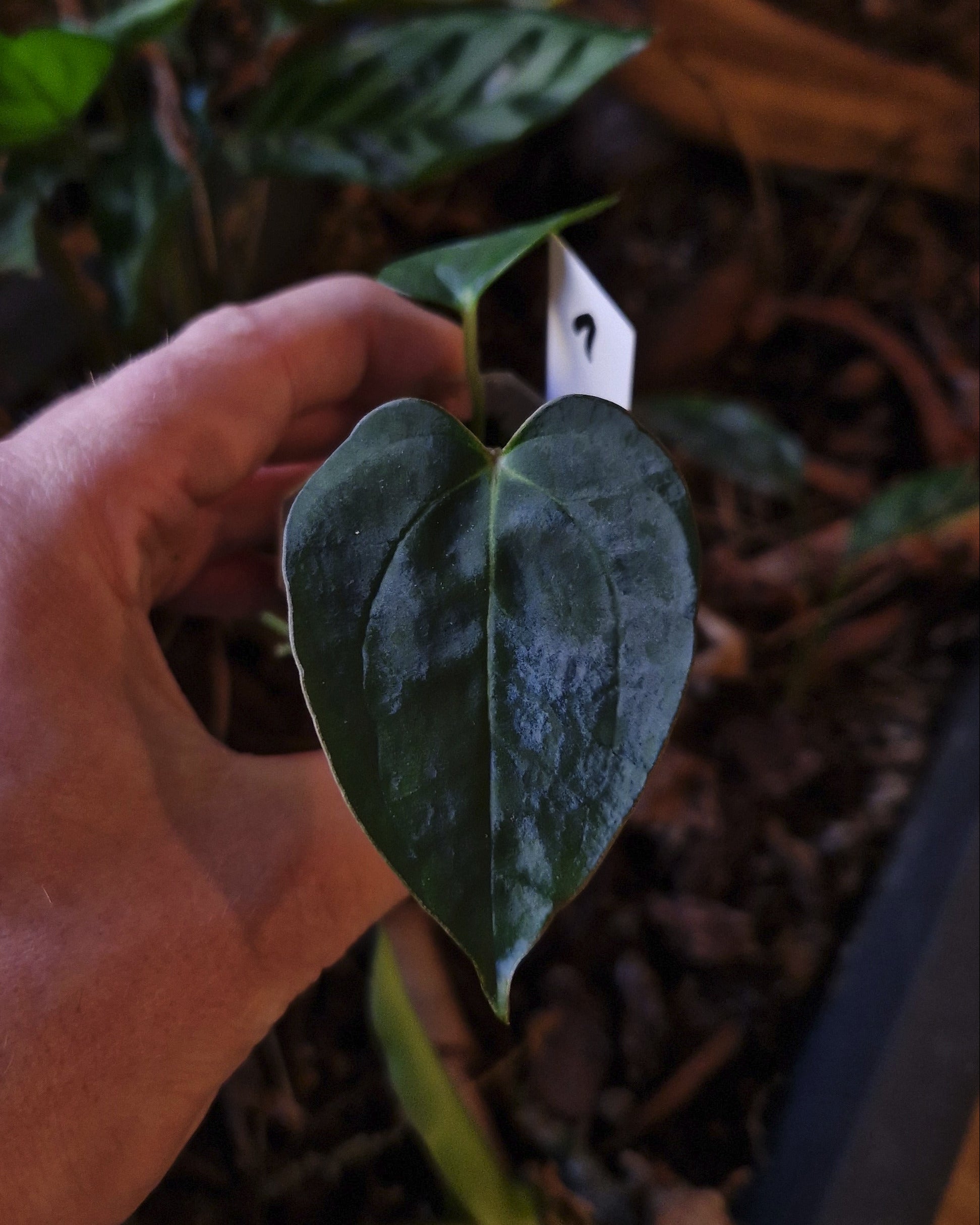 Anthurium sp trilobe velvet x carlablackiae T1