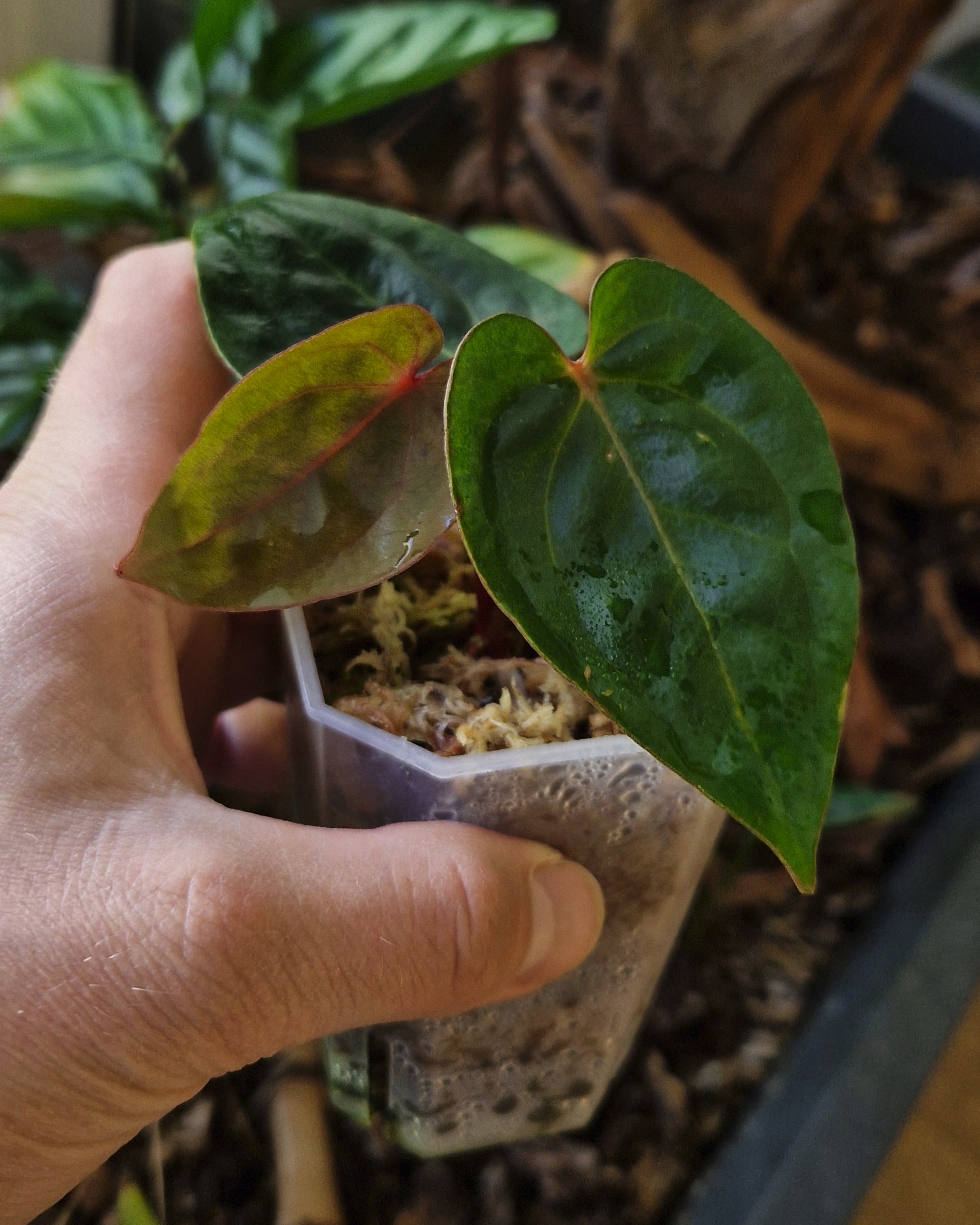 Anthurium 'Bloodmoon'