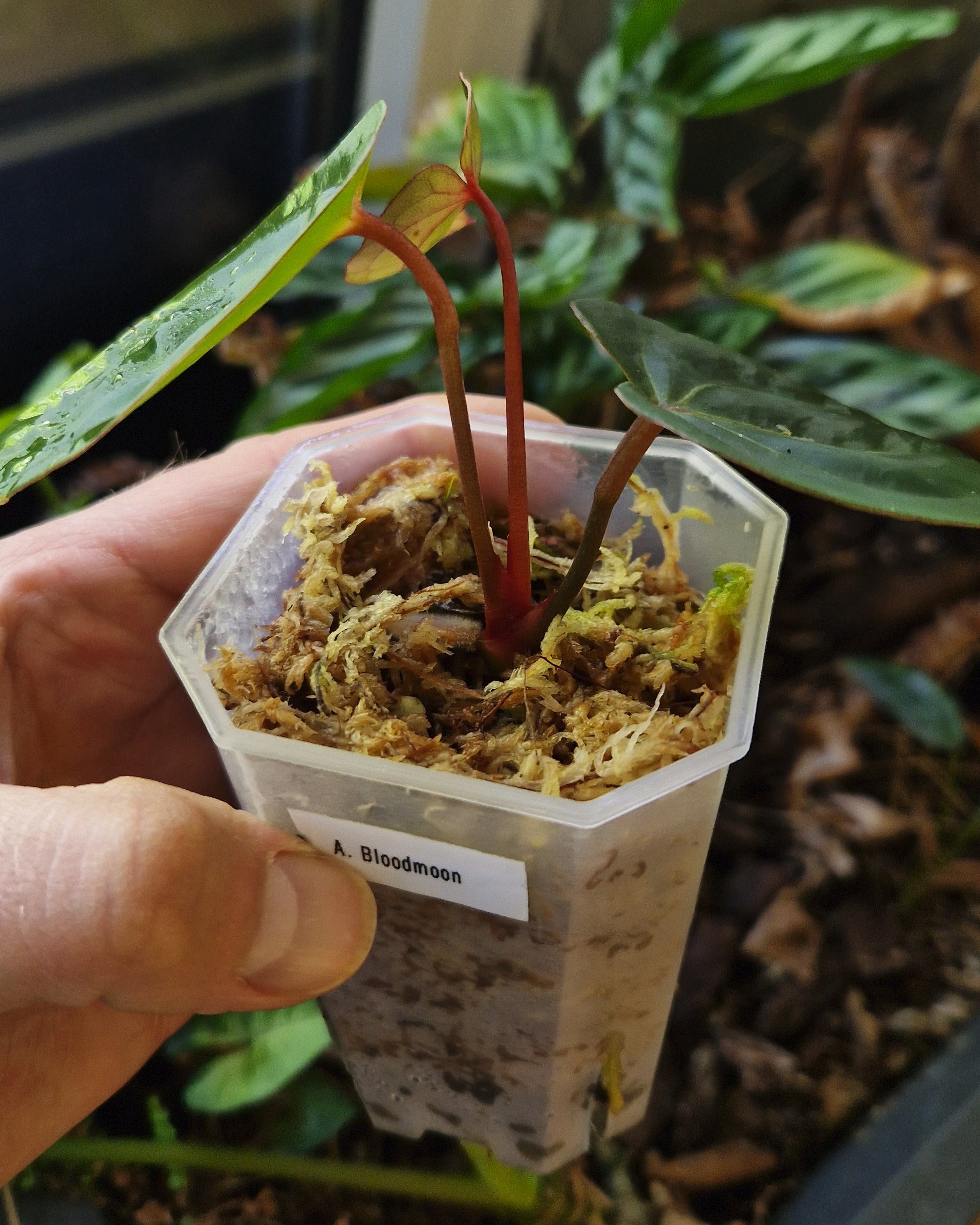 Anthurium 'Bloodmoon'