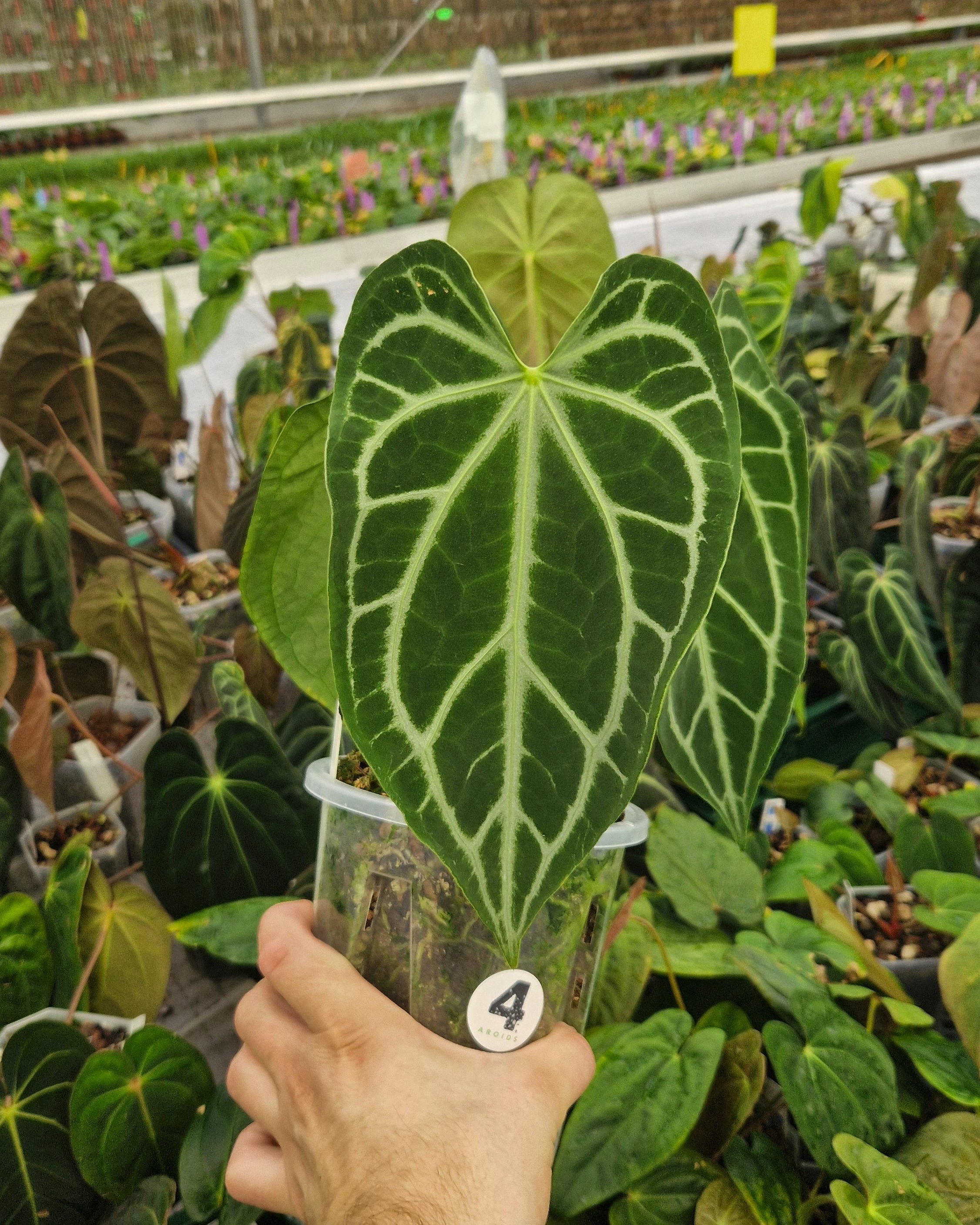 Anthurium 'FTG crystallinum' S1