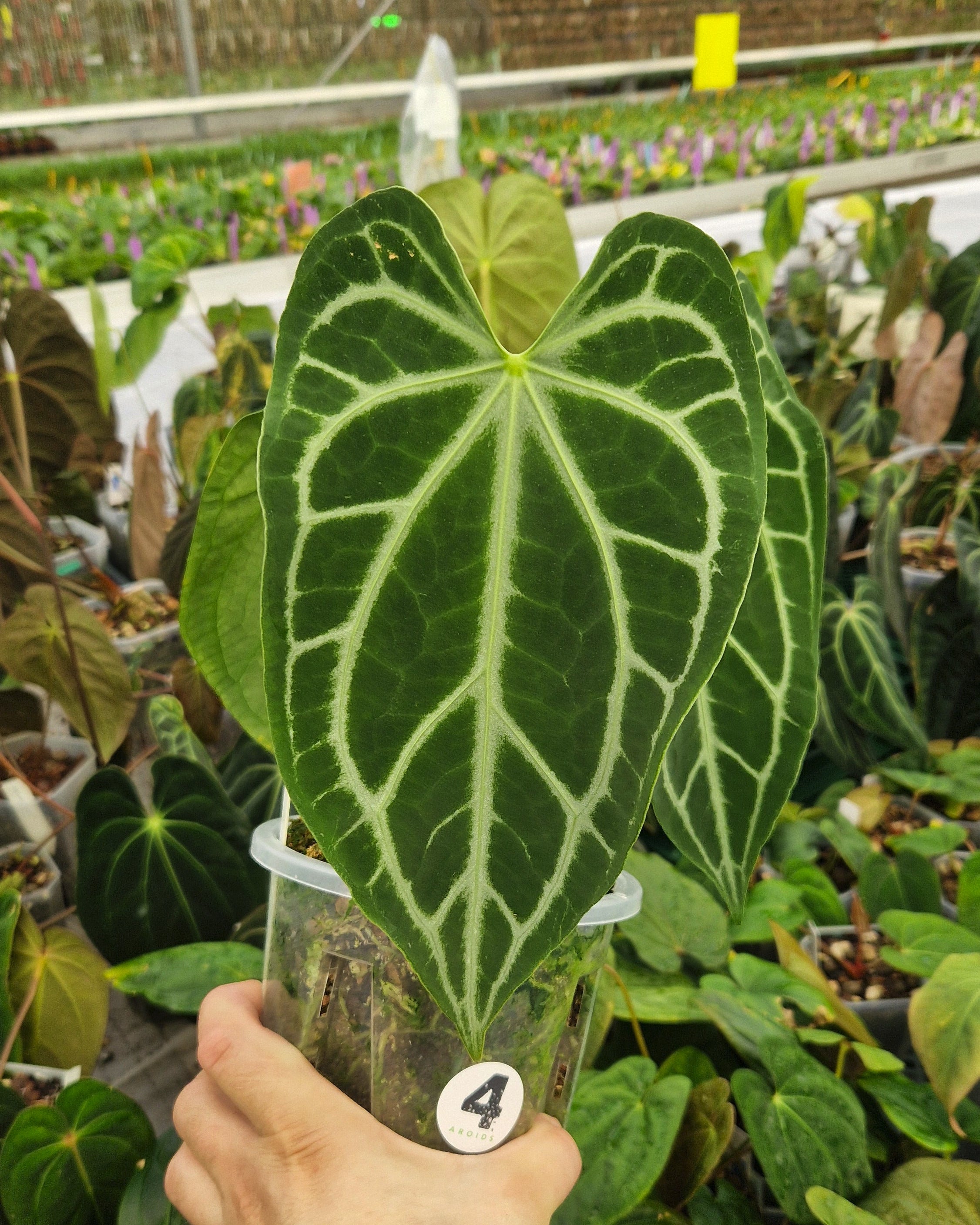 Anthurium 'FTG crystallinum' S1