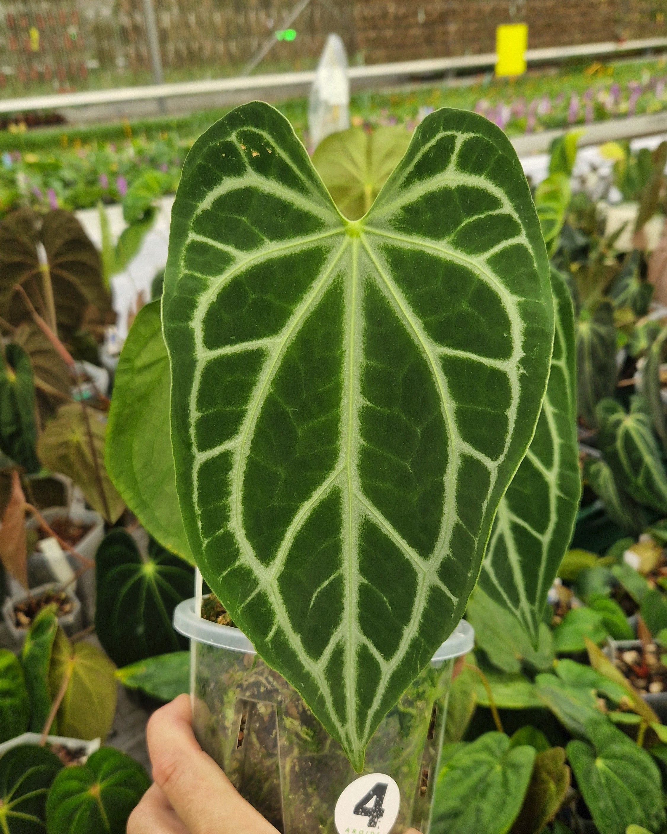 Anthurium 'FTG crystallinum' S1