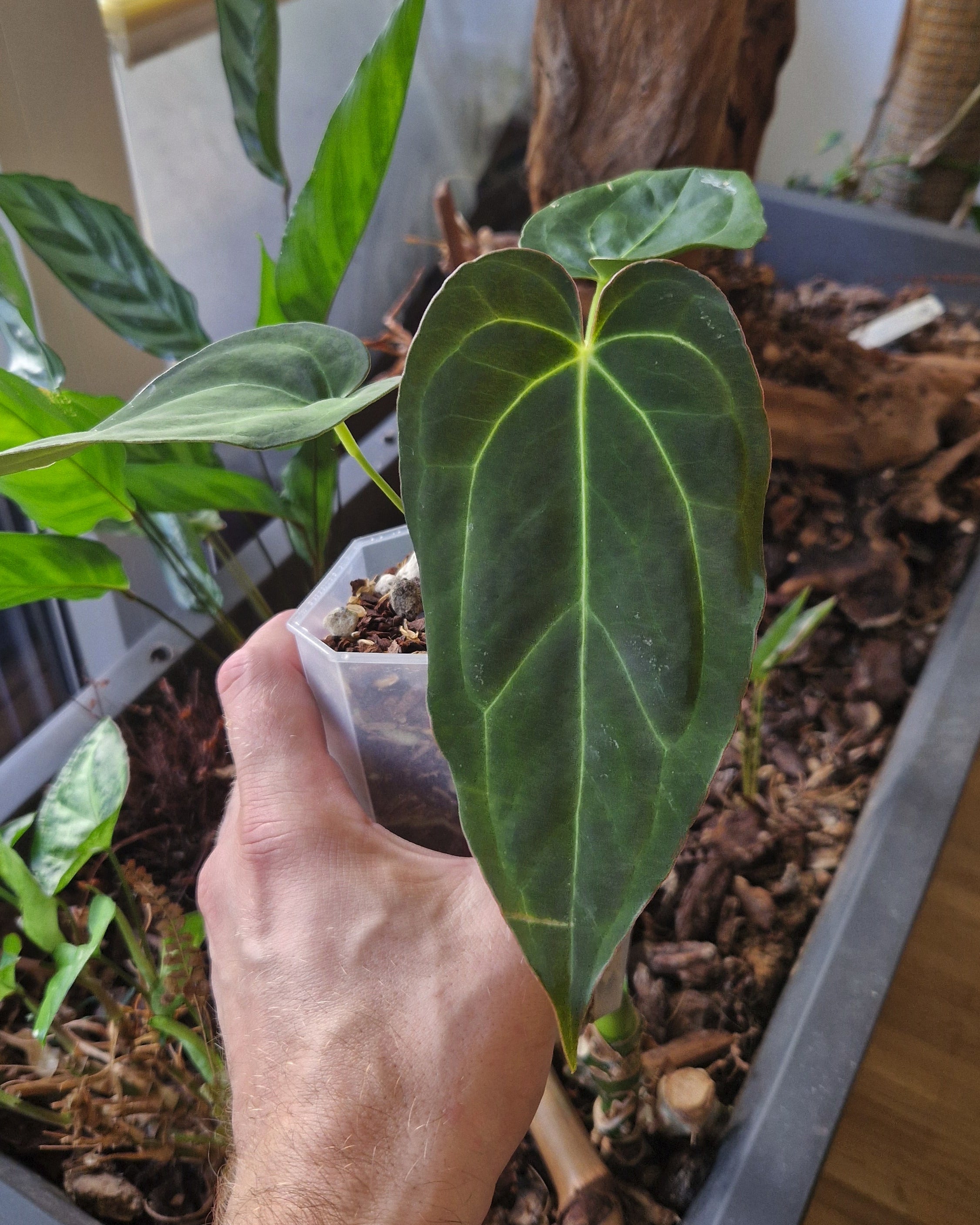 Anthurium 'blue papillilaminum OG' x 'Black Widow x Michelle'