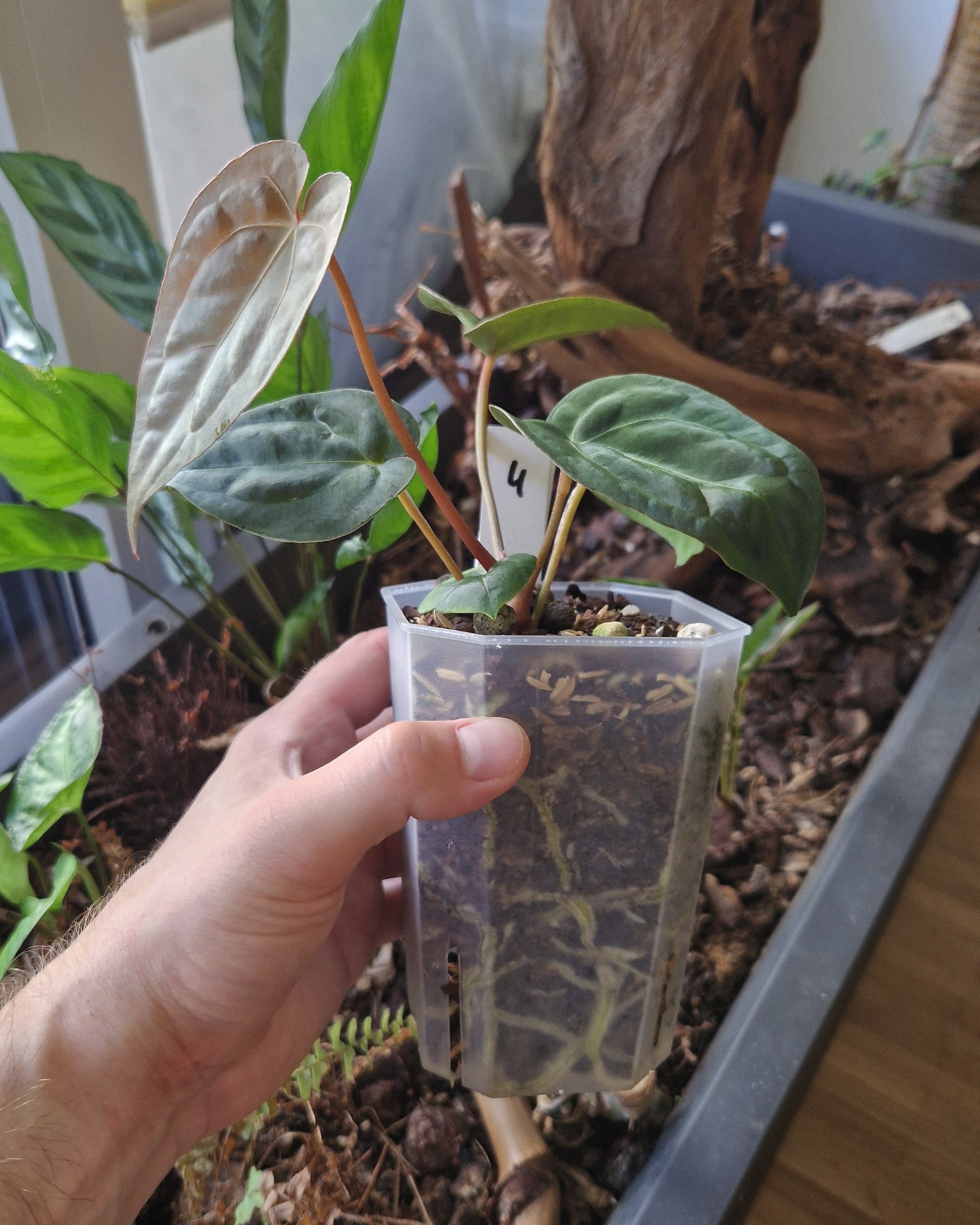 Anthurium 'blue papillilaminum OG' x 'Black Widow x Michelle'