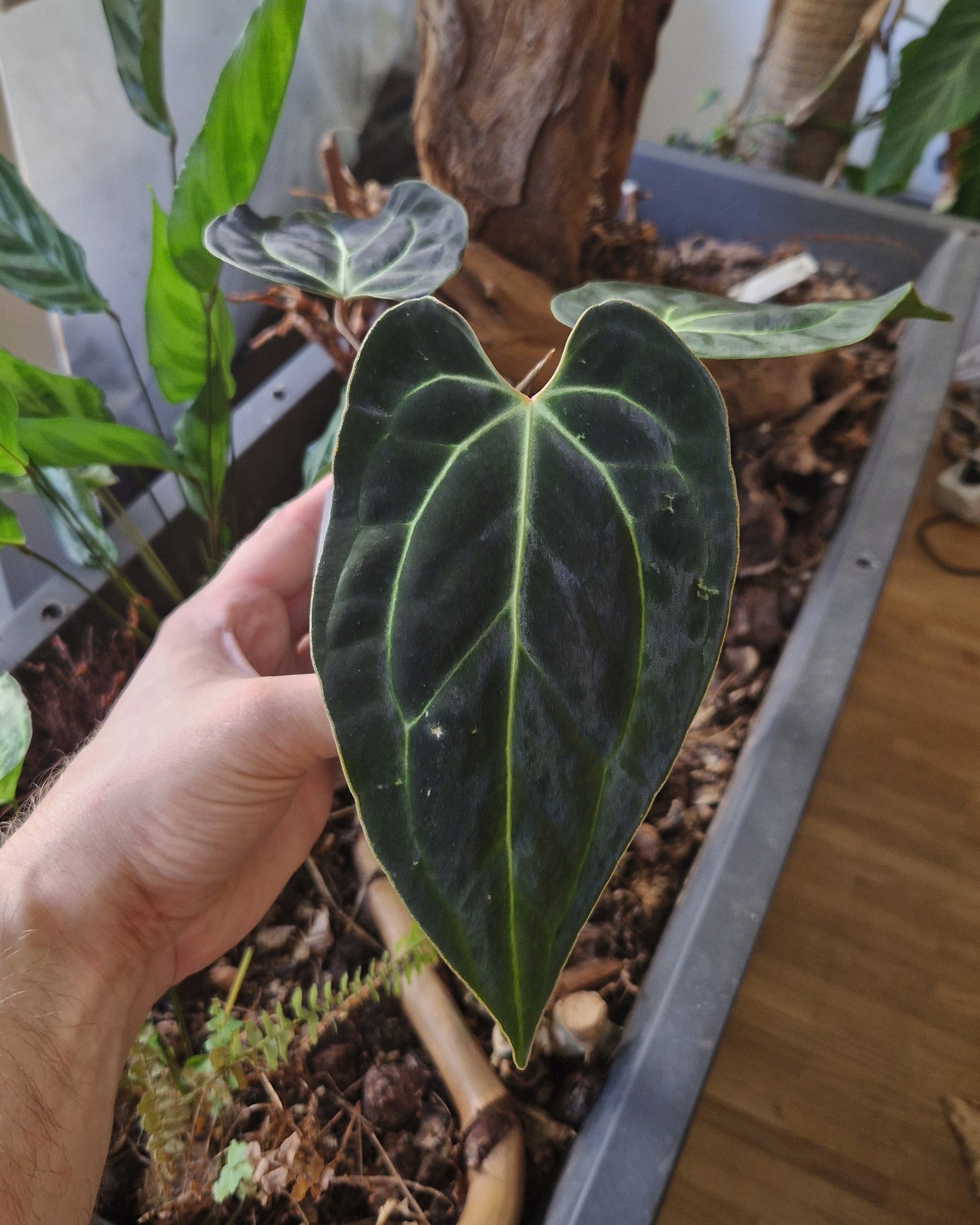 Anthurium besseae aff T3 x T4