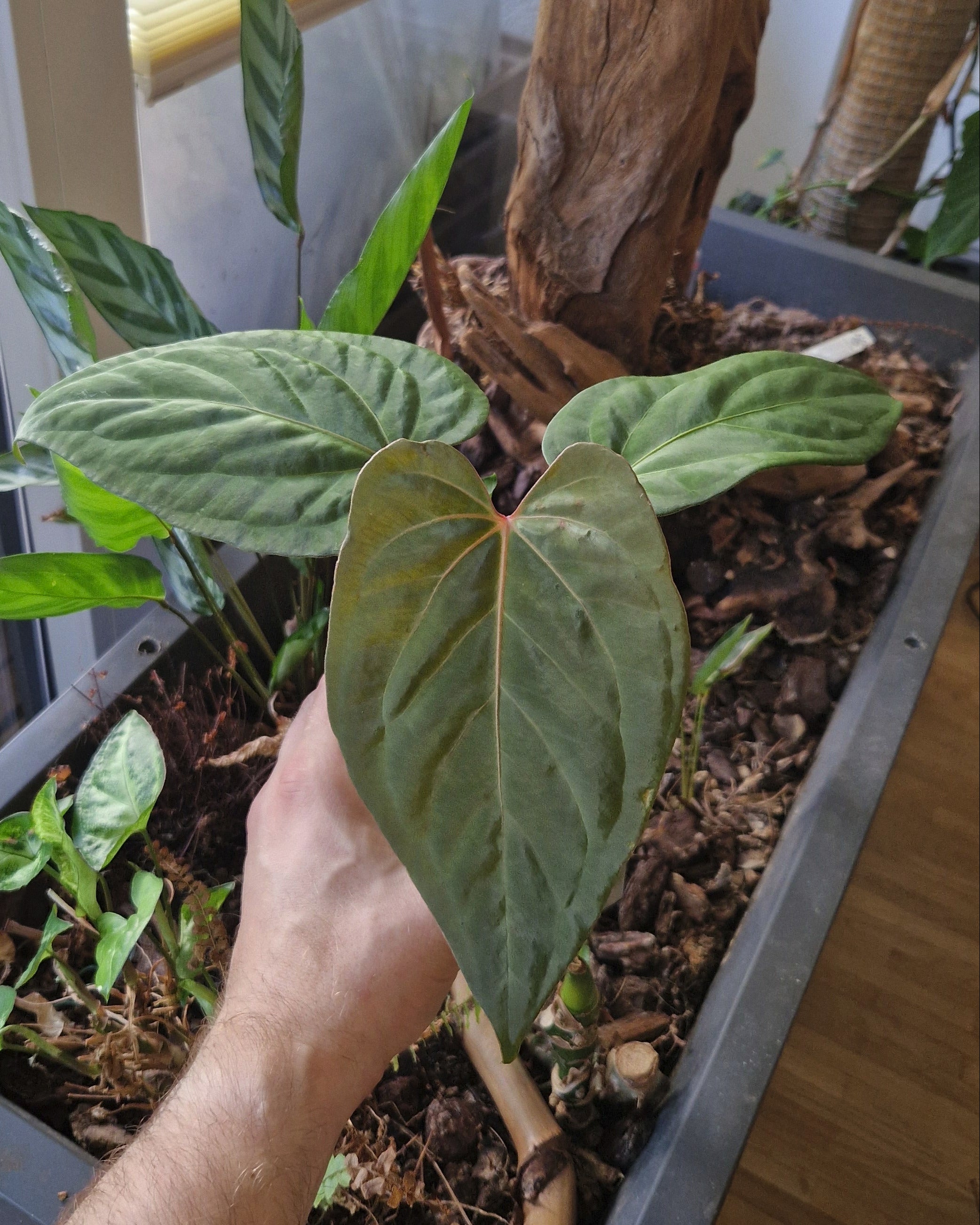 Anthurium (papillilaminum Daniel x besseae aff) wide x kunayalense T1