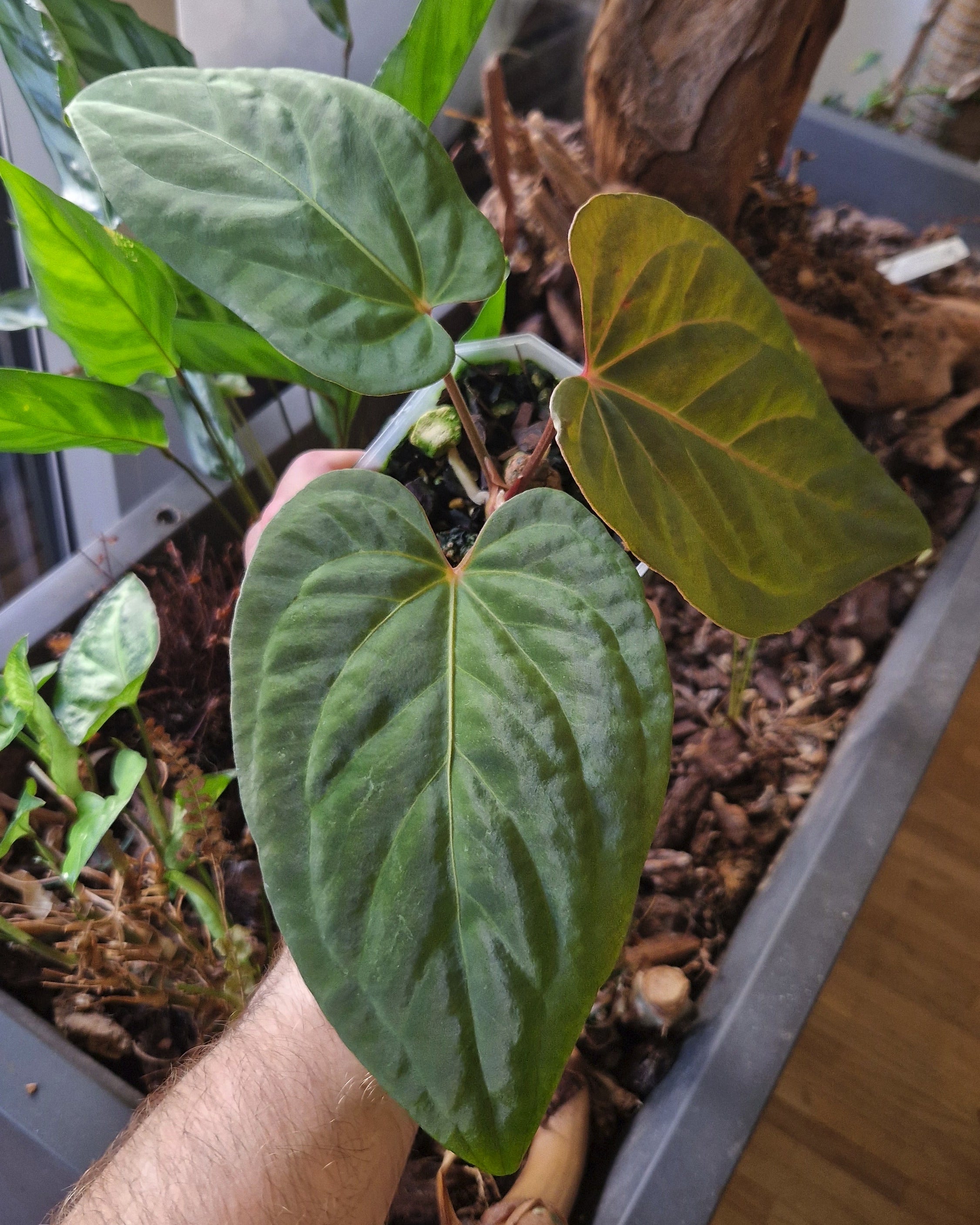 Anthurium (papillilaminum Daniel x besseae aff) wide x kunayalense T1