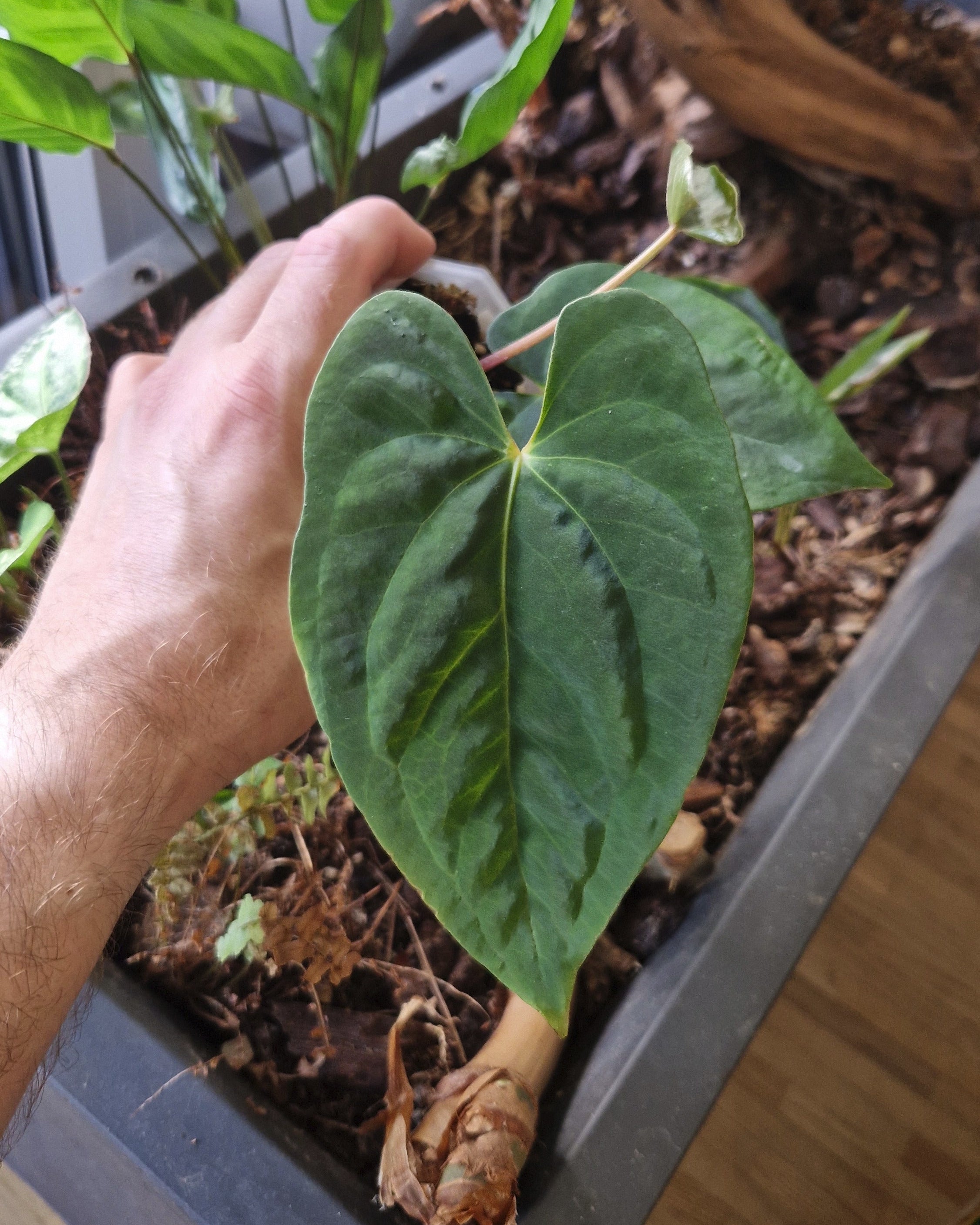 Anthurium papillilaminum T15 x kunayalense T1