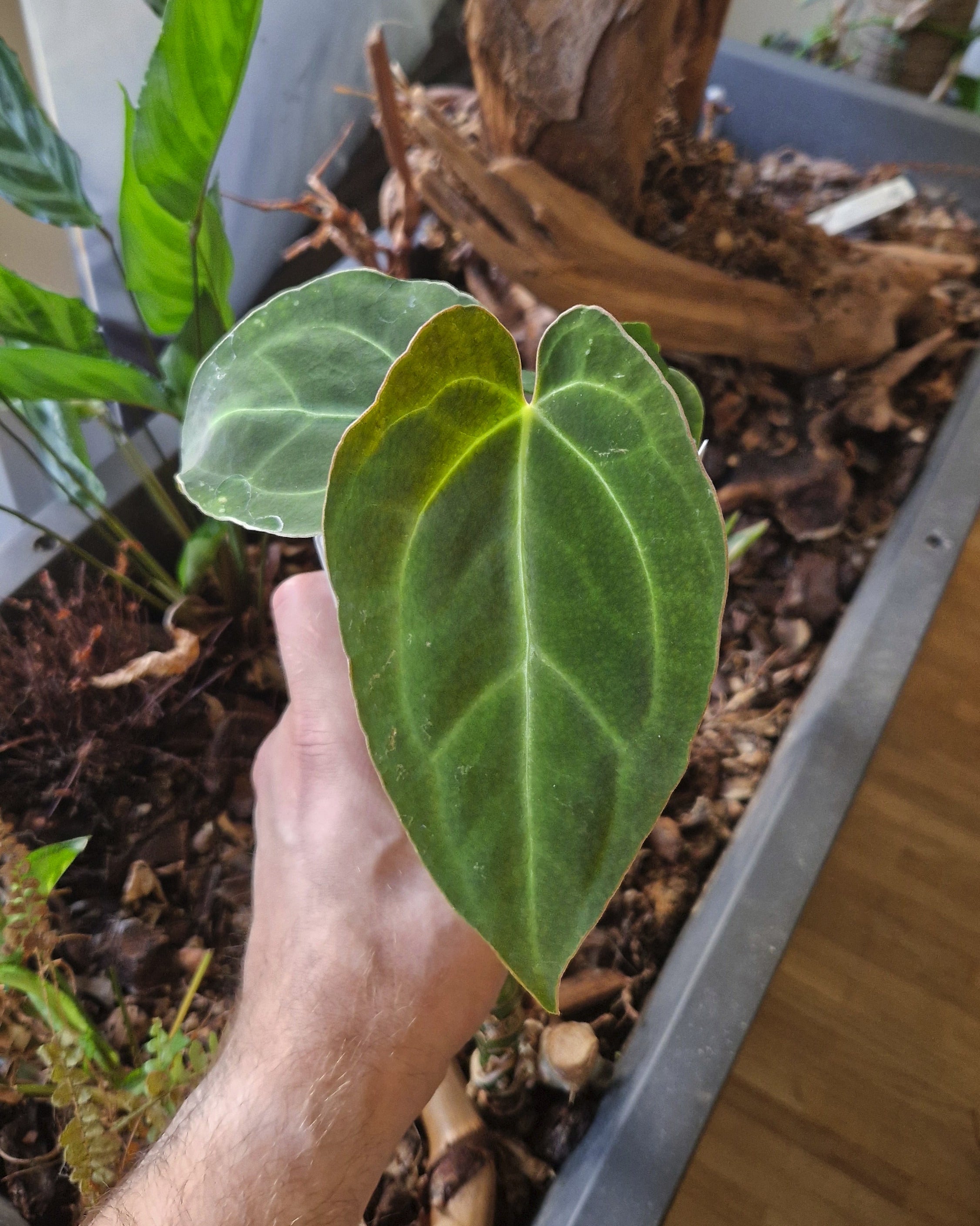 Anthurium 'blue papillilaminum' S1 x 'Odin'