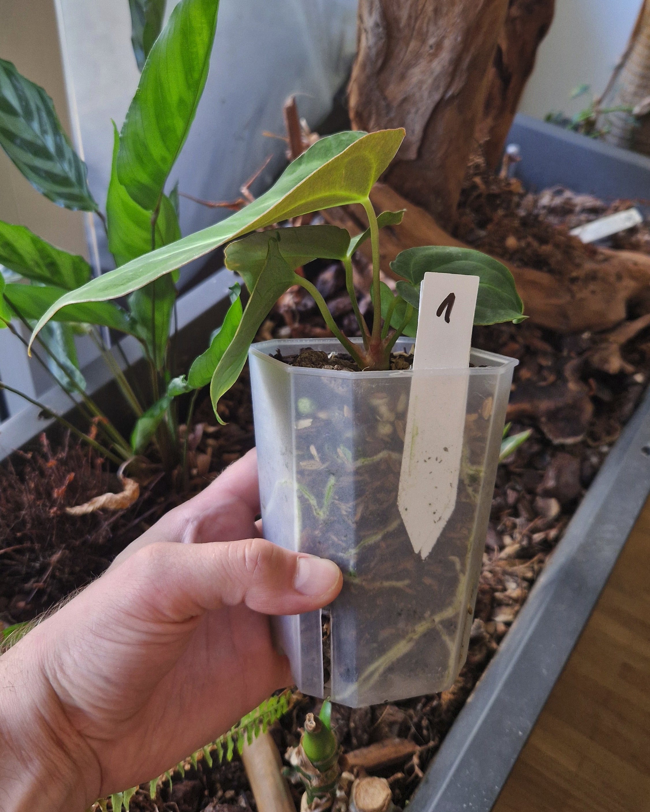 Anthurium 'blue papillilaminum' S1 x 'Odin'