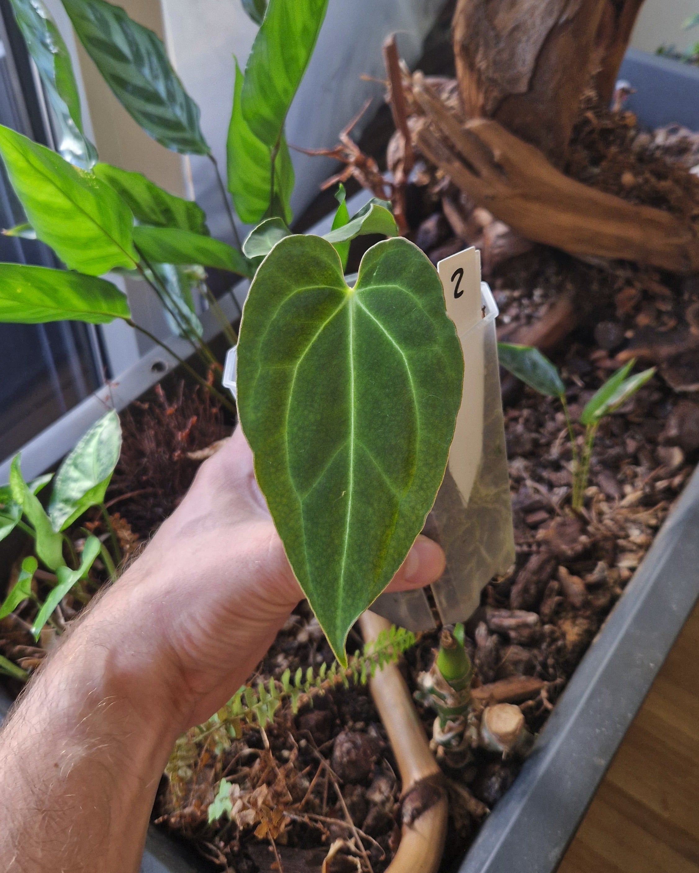 Anthurium 'blue papillilaminum' S1 x 'Odin'