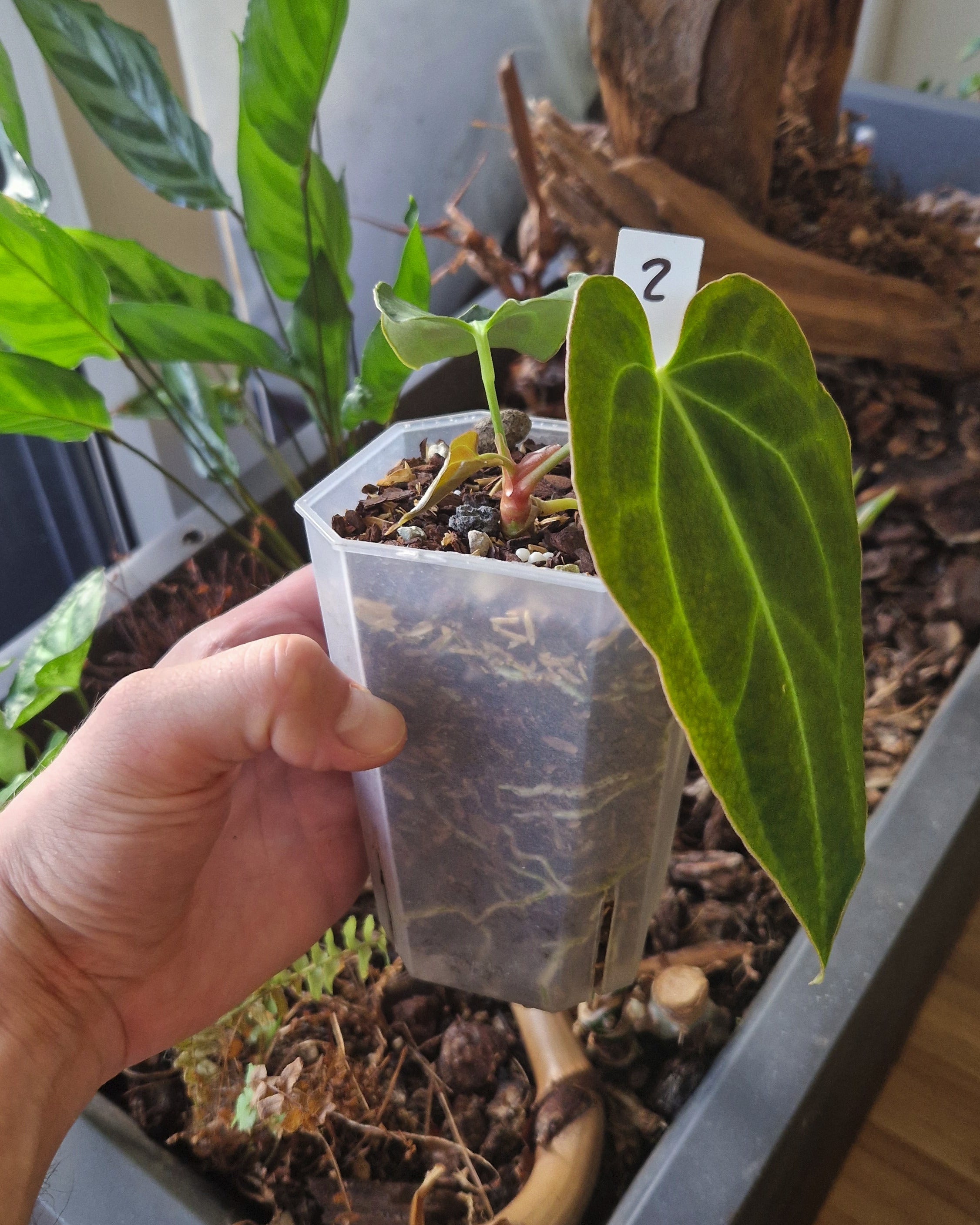 Anthurium 'blue papillilaminum' S1 x 'Odin'