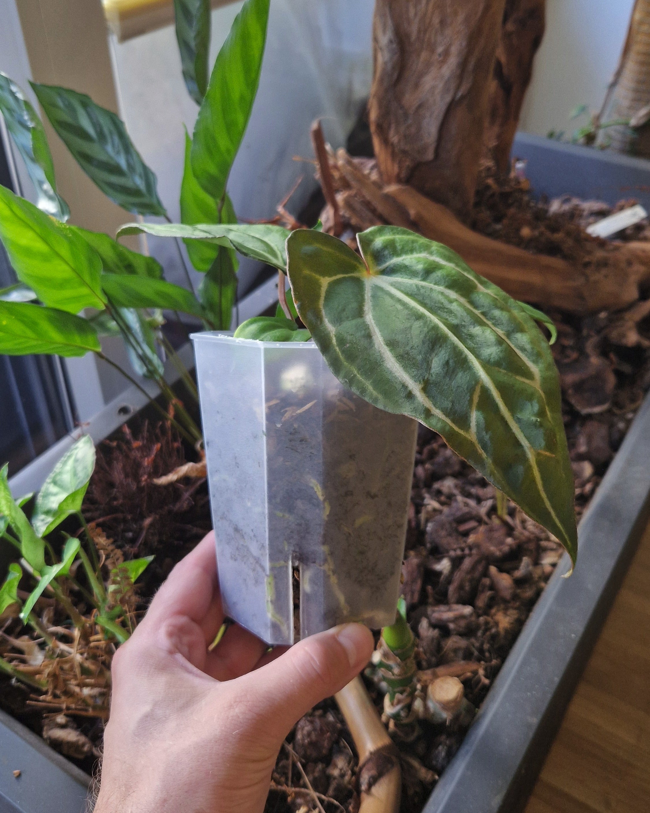 Anthurium carlablackiae T2 x T5