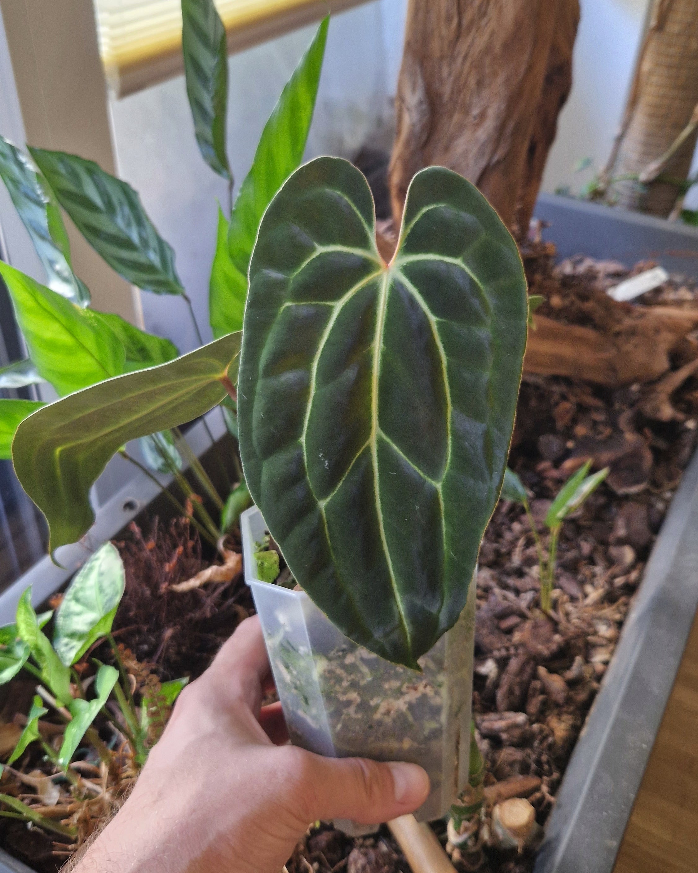 Anthurium besseae aff T3 x T4