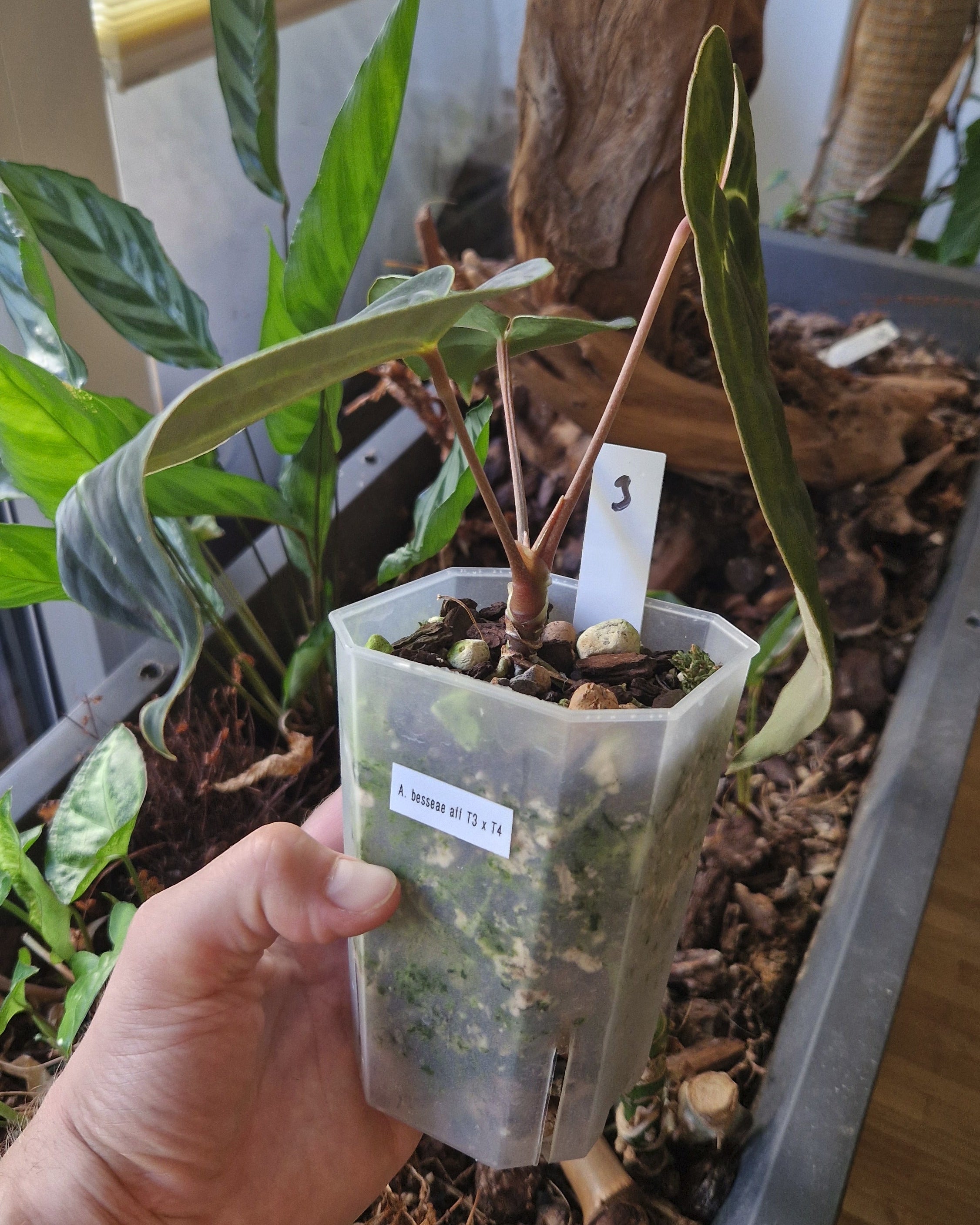 Anthurium besseae aff T3 x T4