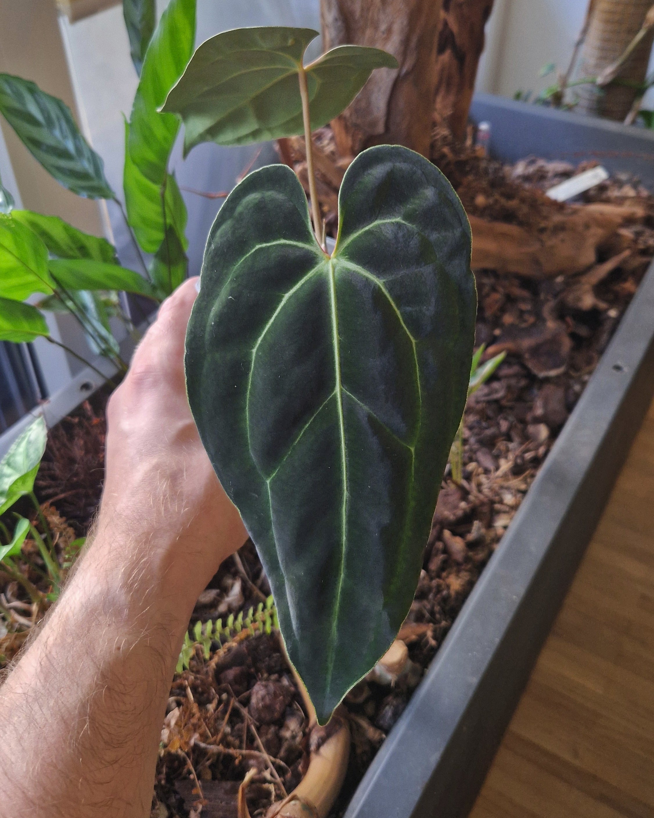 Anthurium besseae aff T3 x T4